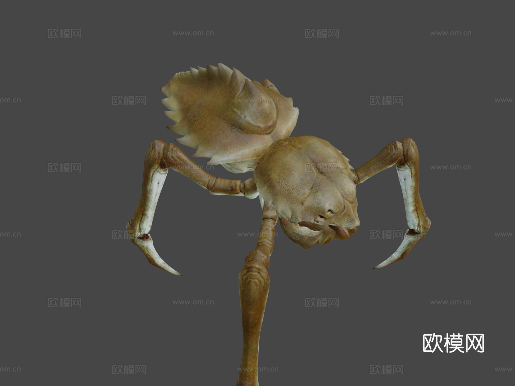 ARACK动画3d模型