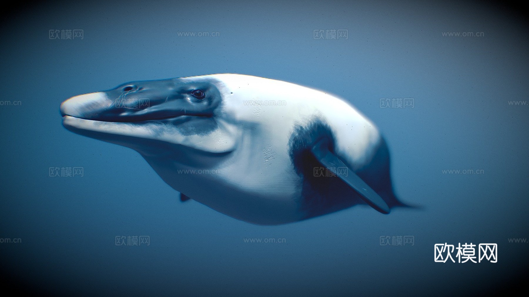 秘鲁巨鲸3d模型