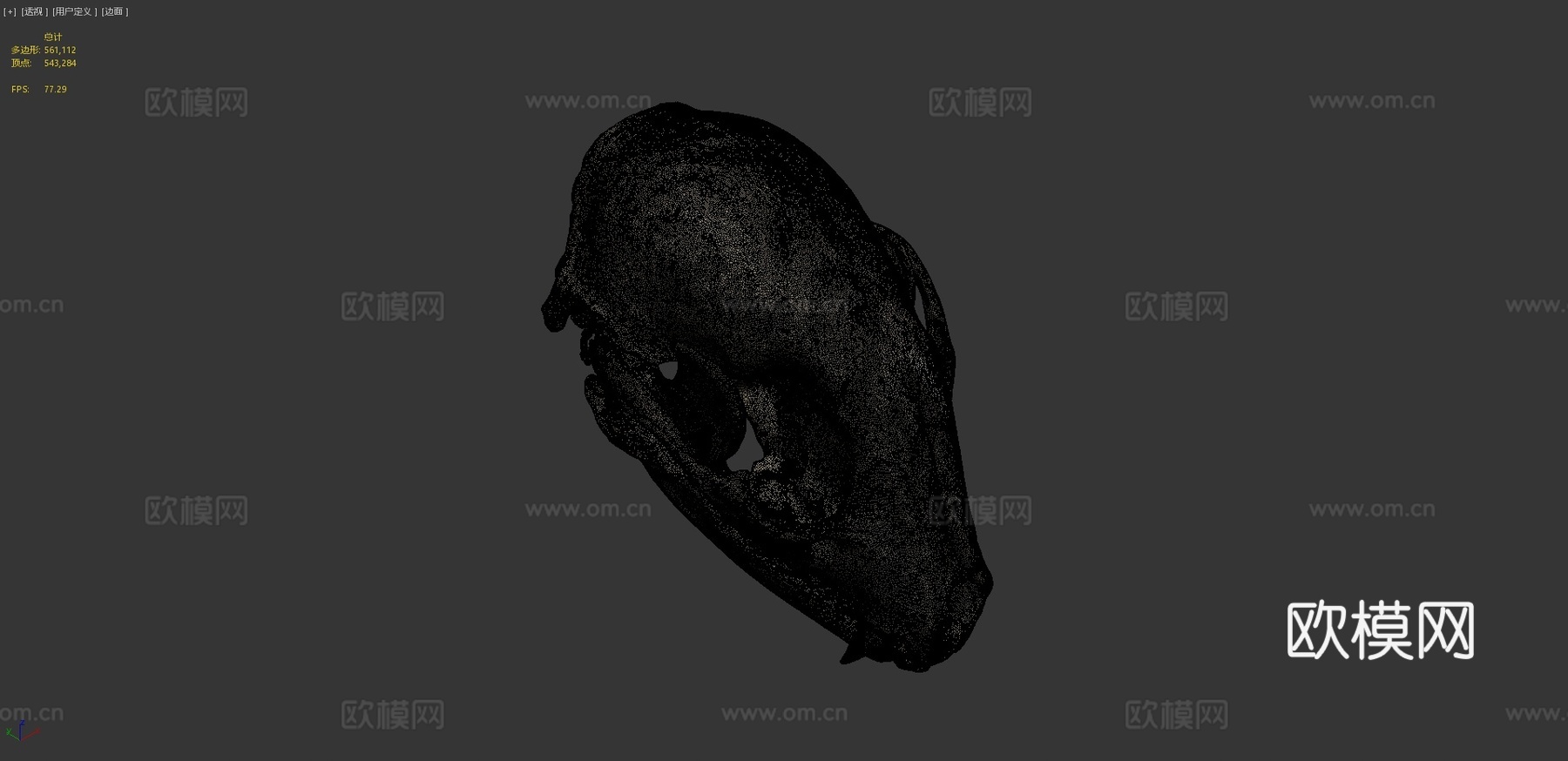 浣熊头骨3d模型