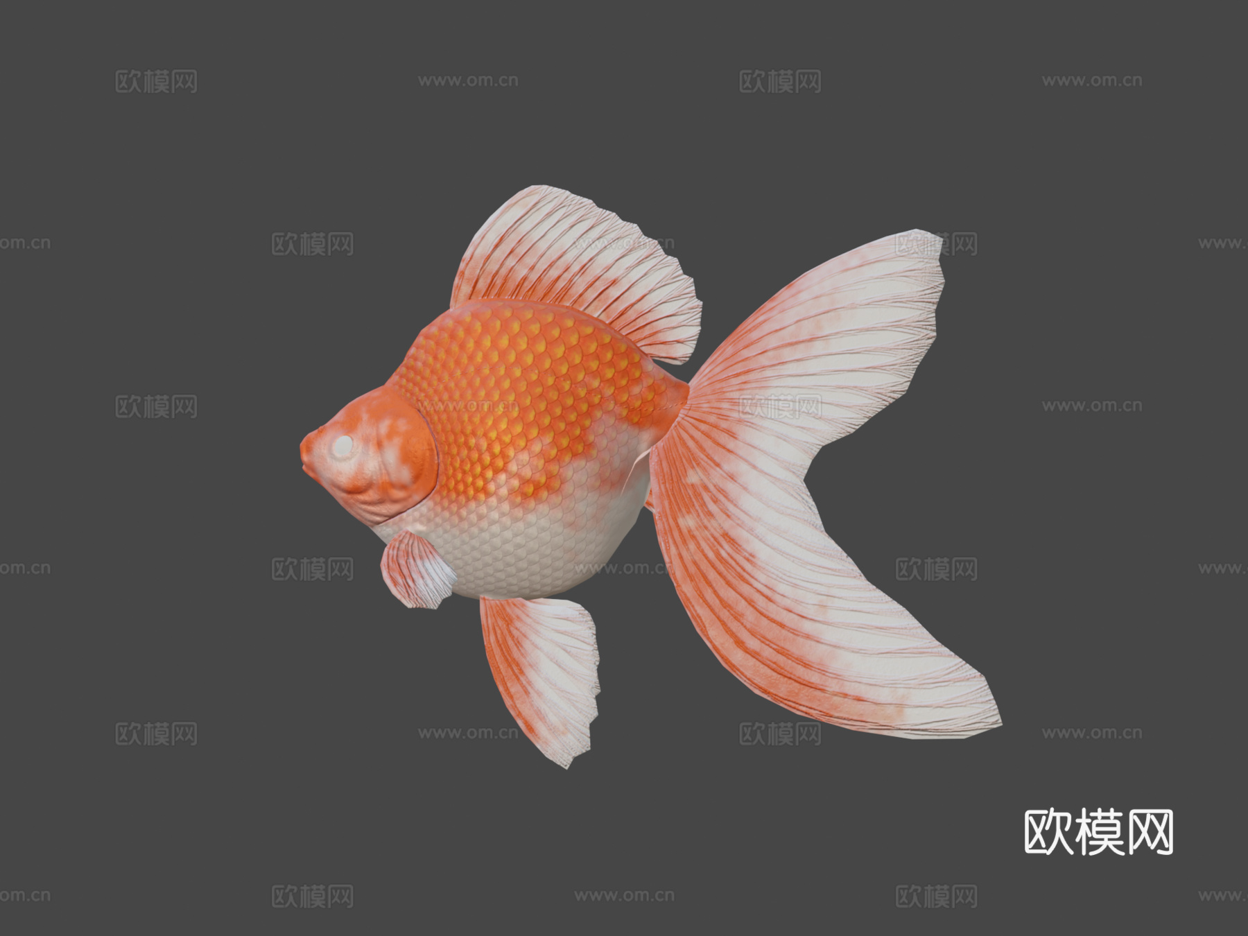 琉金金鱼3d模型