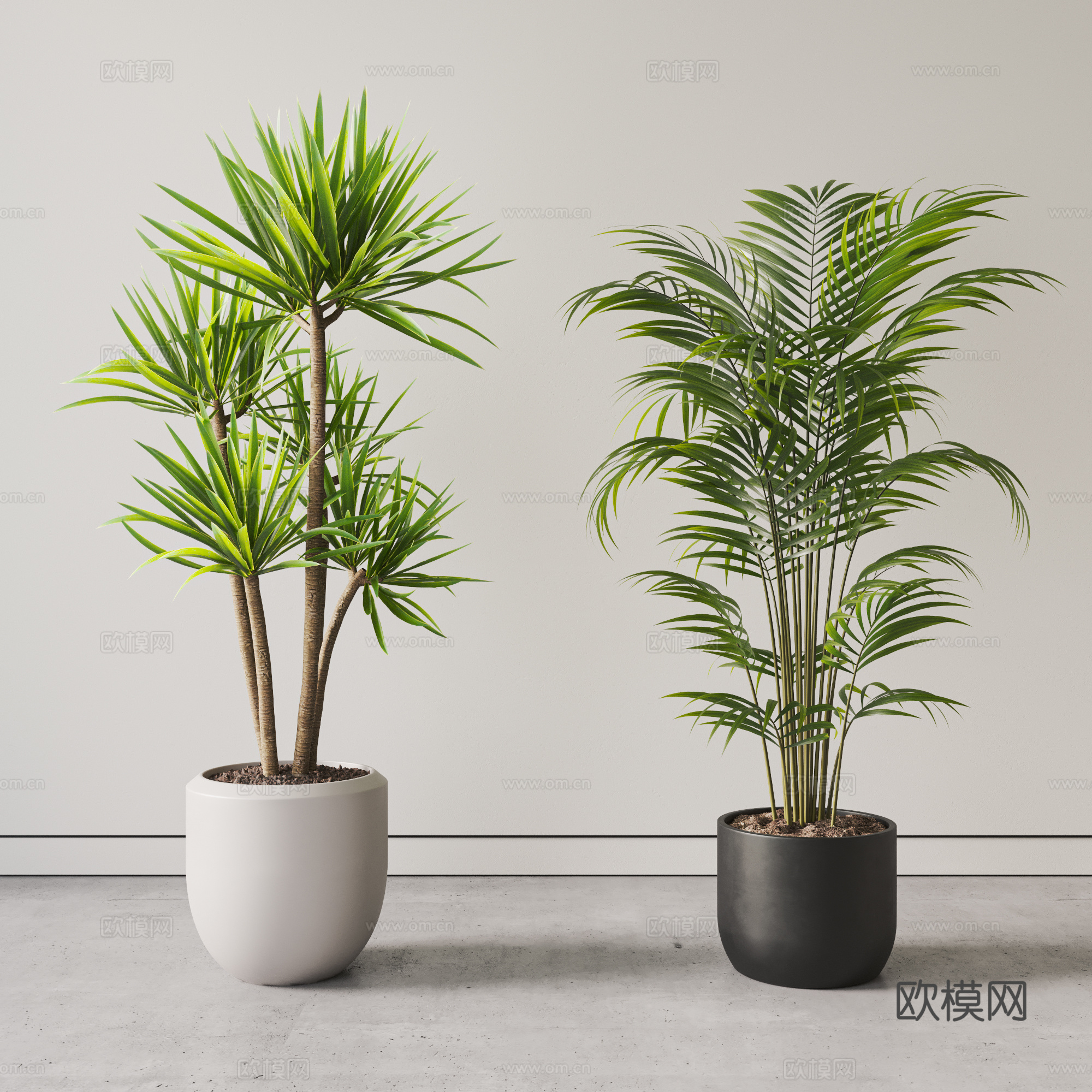 现代植物 盆栽 盆景 绿植 龙血树 散尾葵3d模型