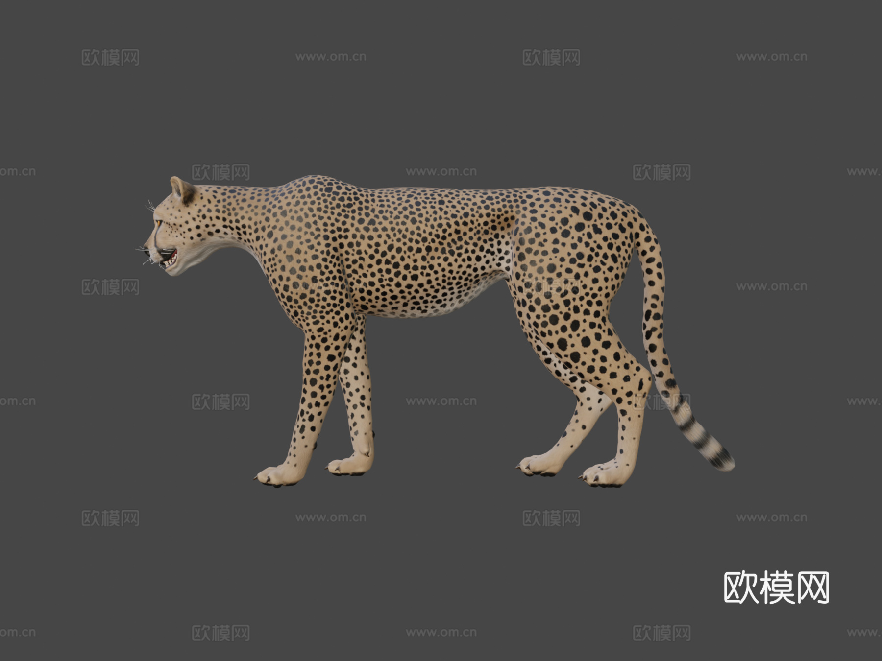 猎豹3d模型