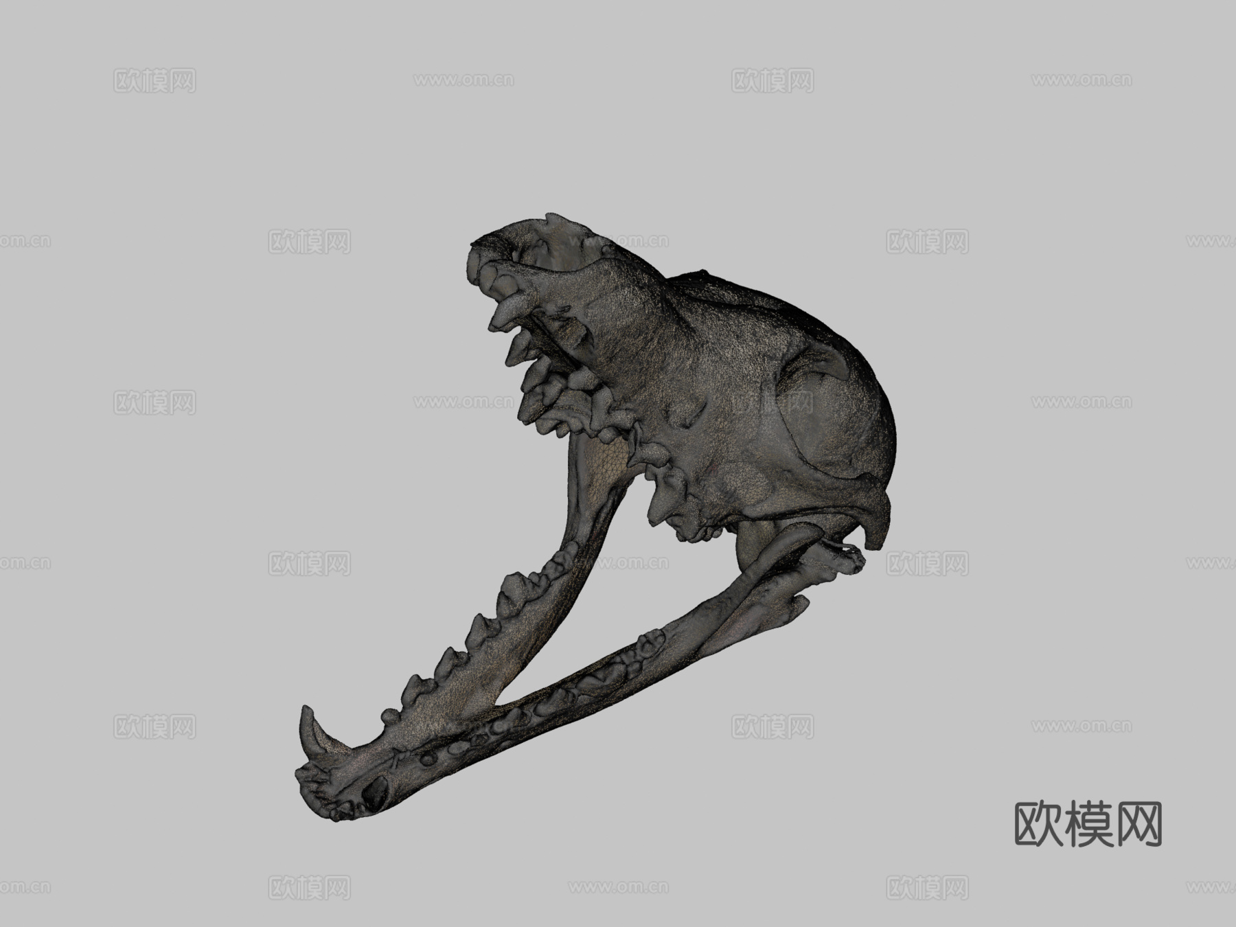 灰狐头骨3d模型