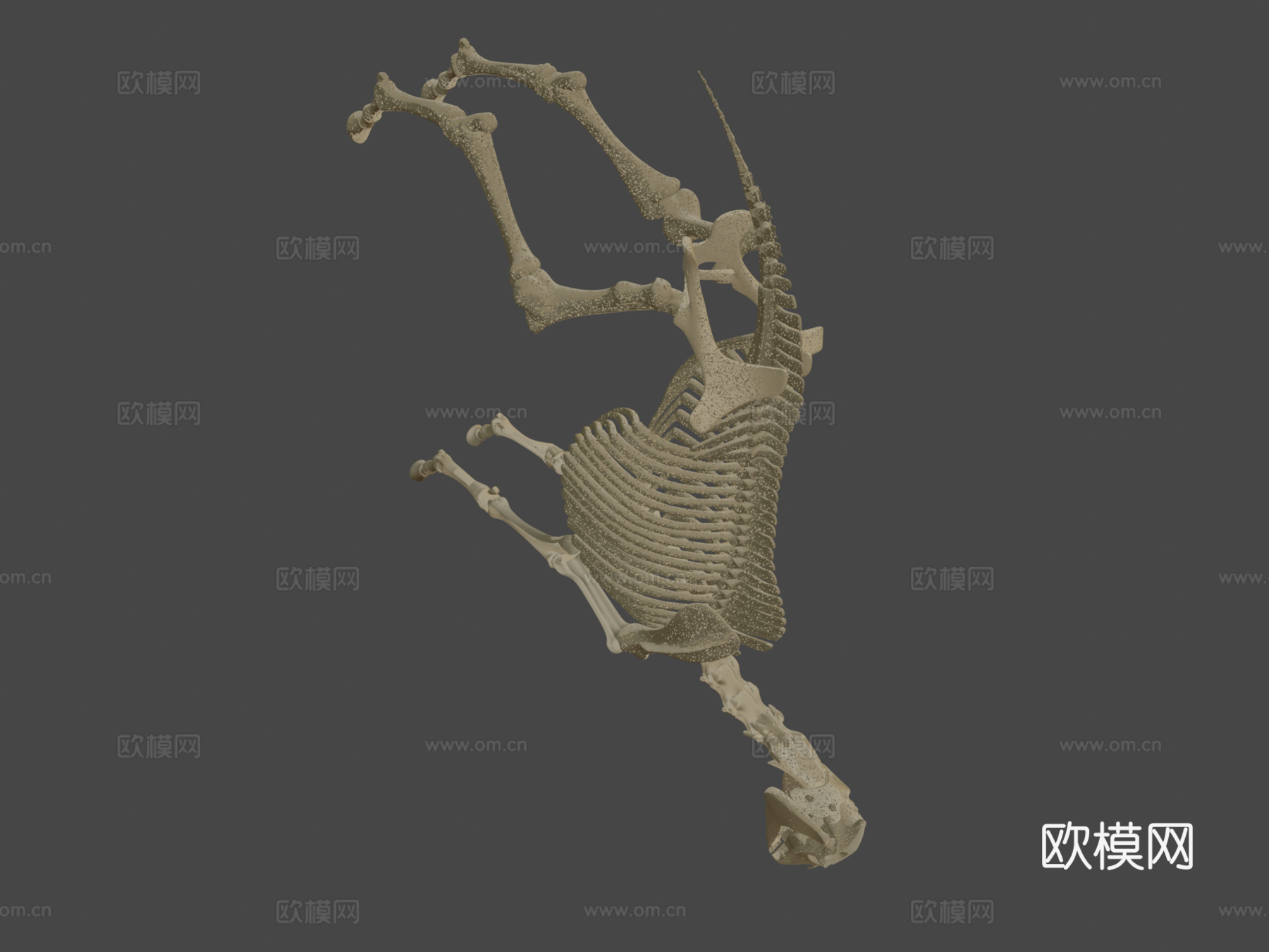 马骨架3d模型