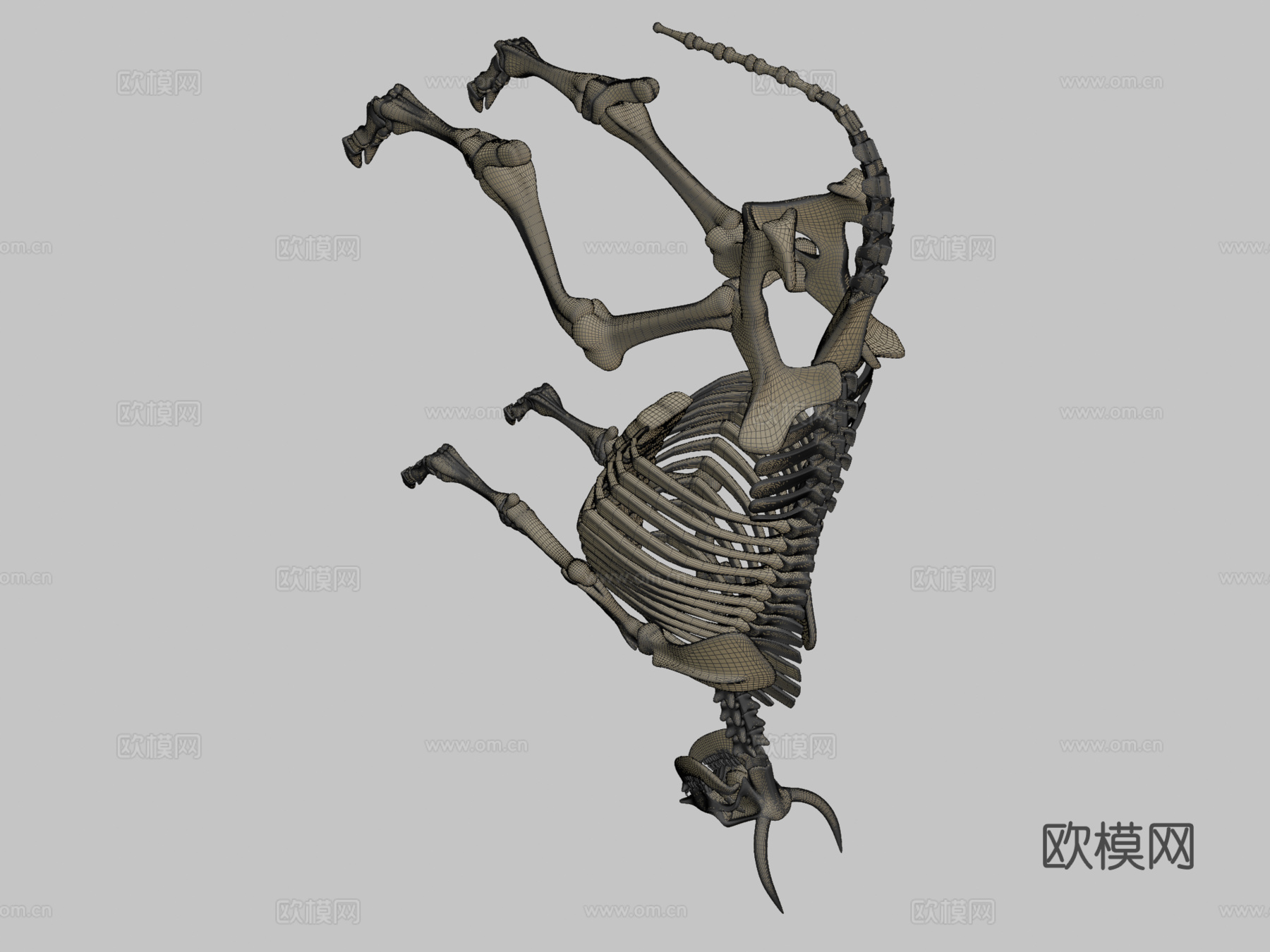 牛骨架3d模型
