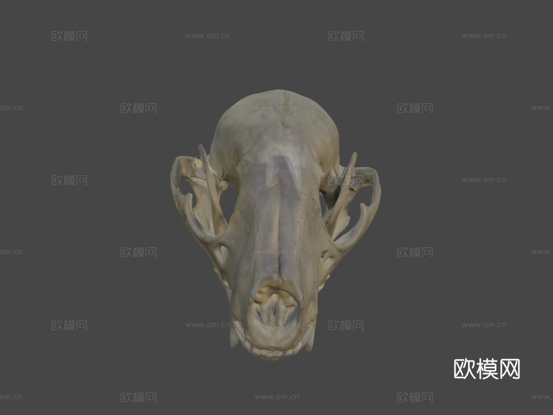 浣熊头骨3d模型