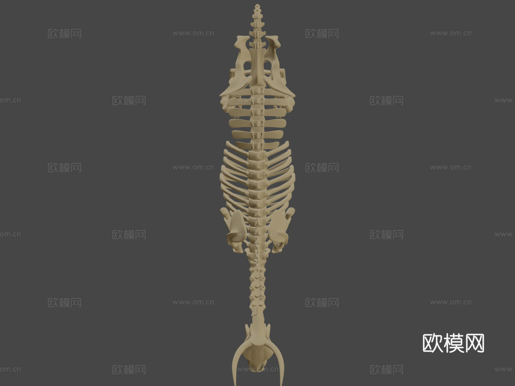 牛骨架3d模型