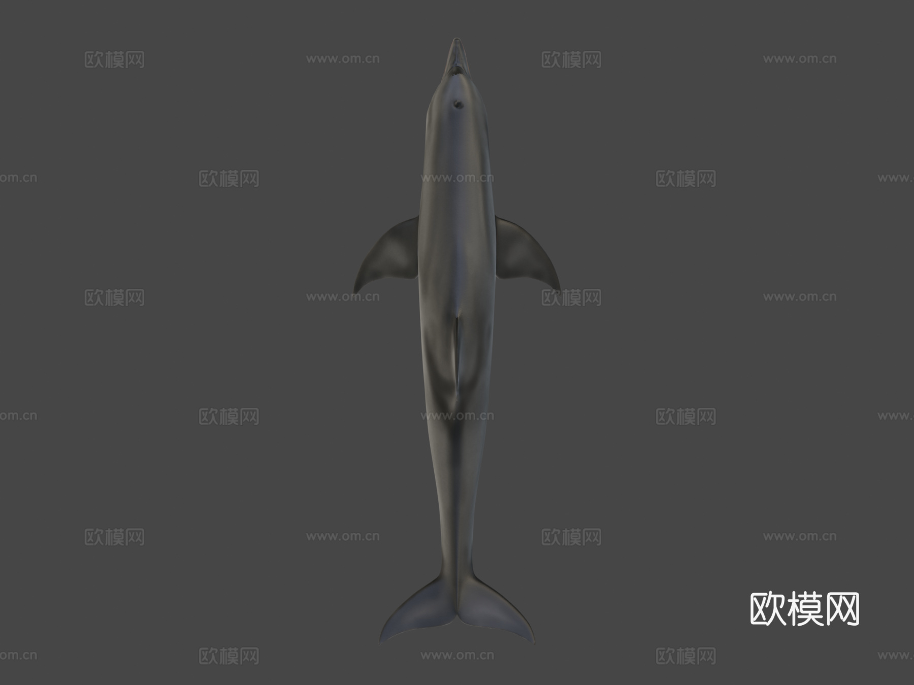 宽吻海豚3d模型