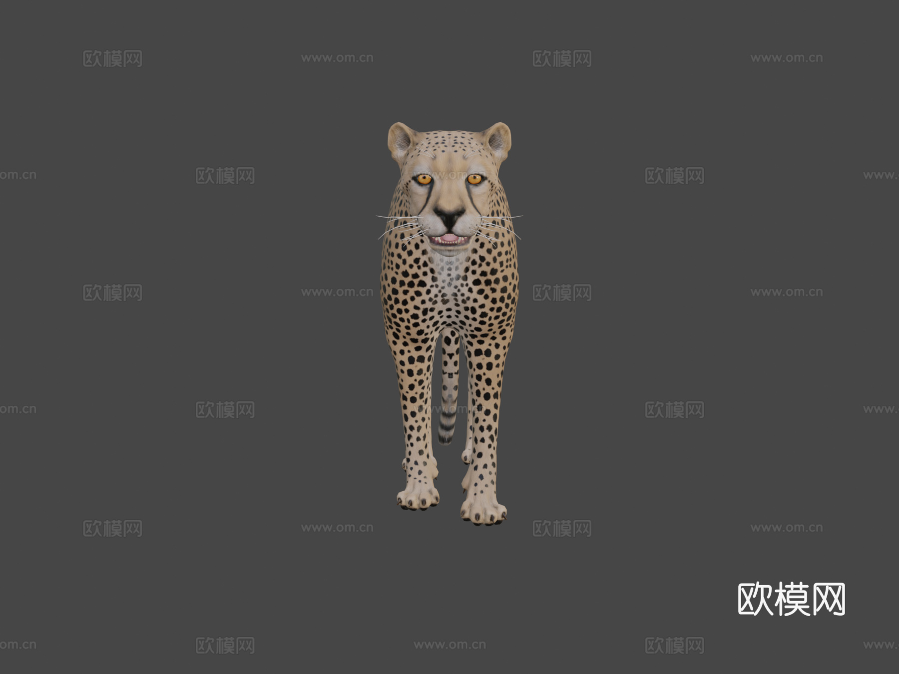 猎豹3d模型