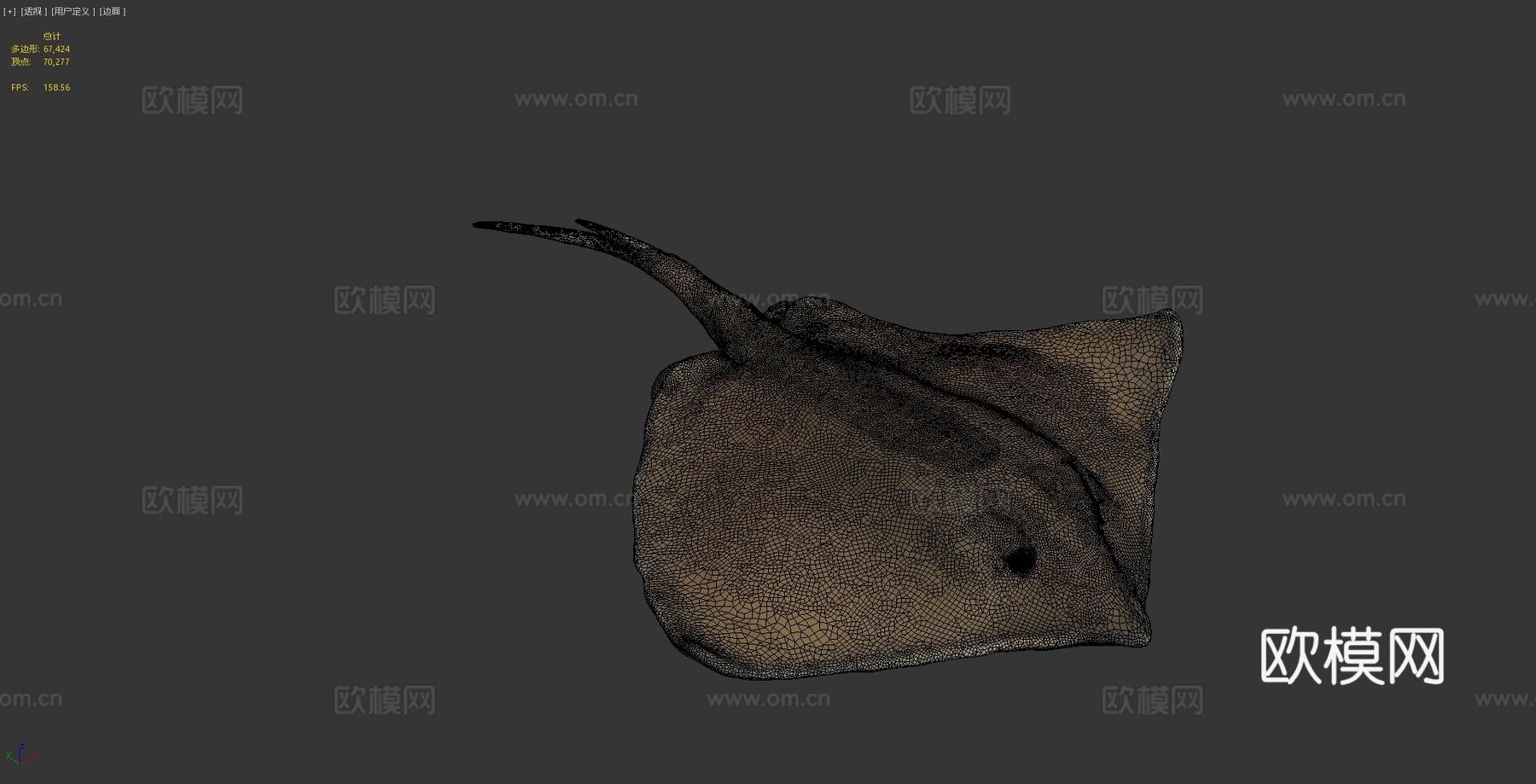 普通黄貂鱼3d模型