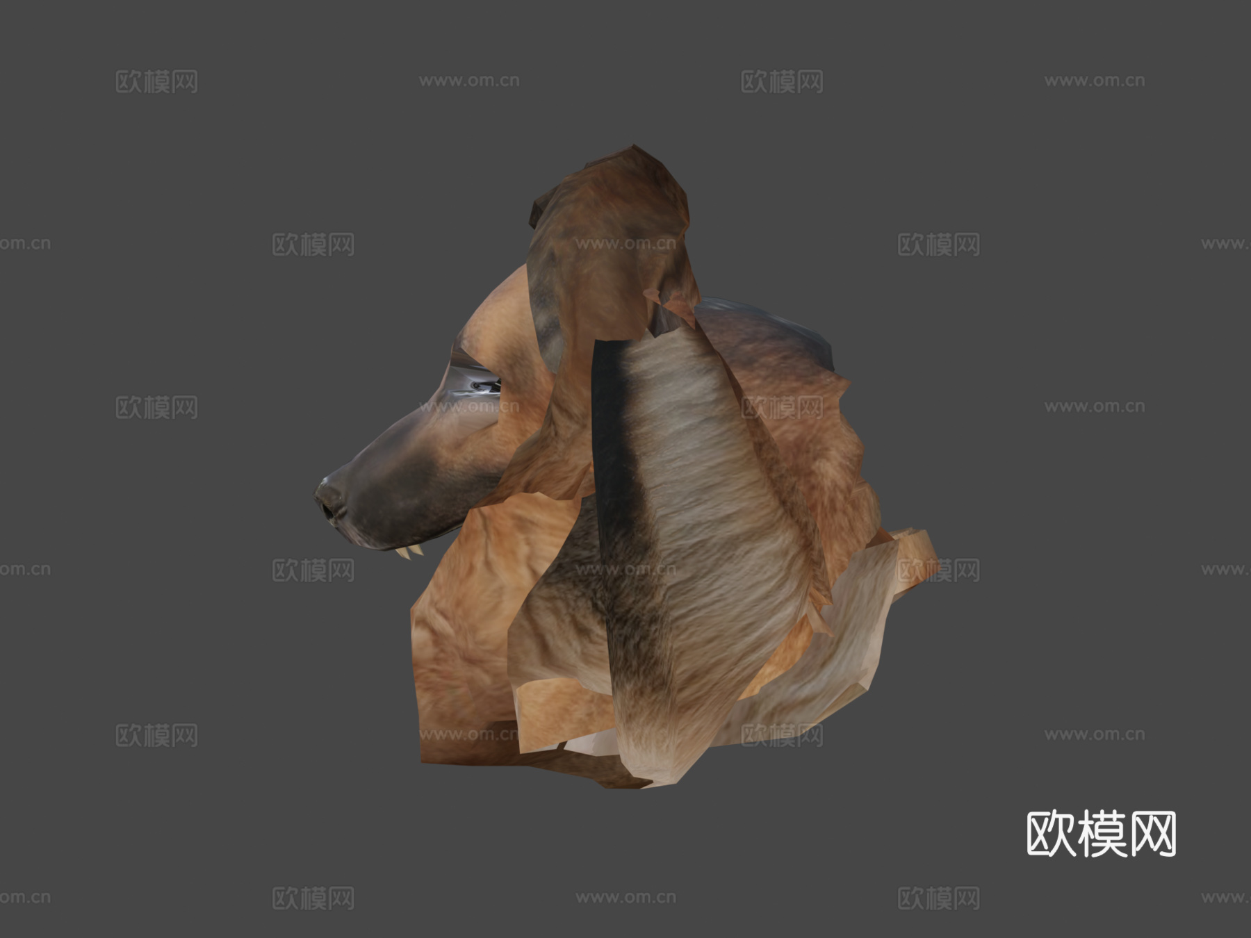 动物界-德国牧羊犬3d模型