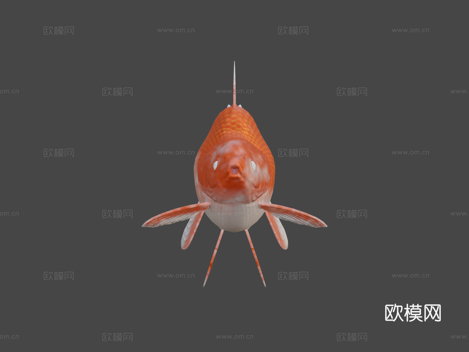 琉金金鱼3d模型
