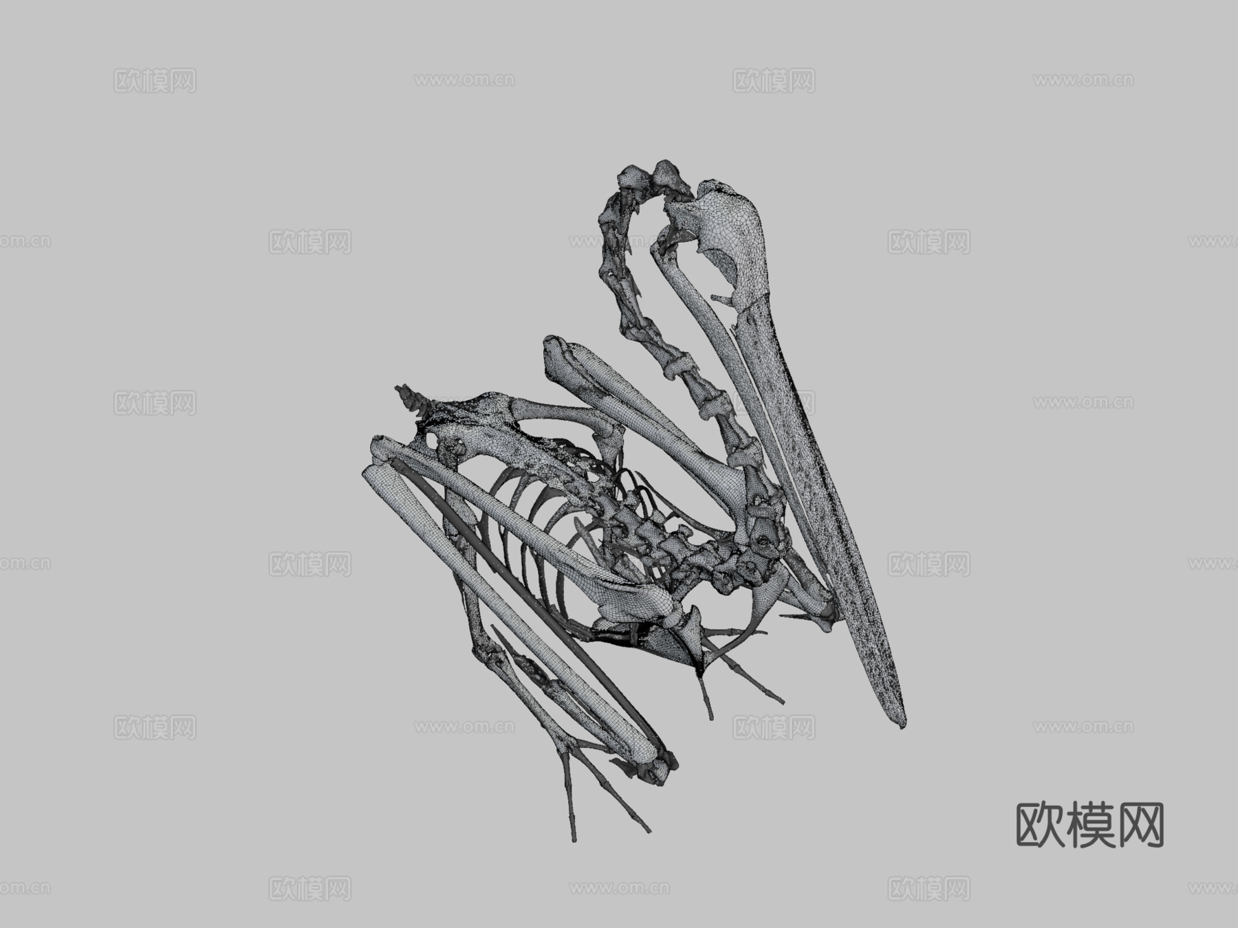 IMNH R-1901白鹈鹕3d模型