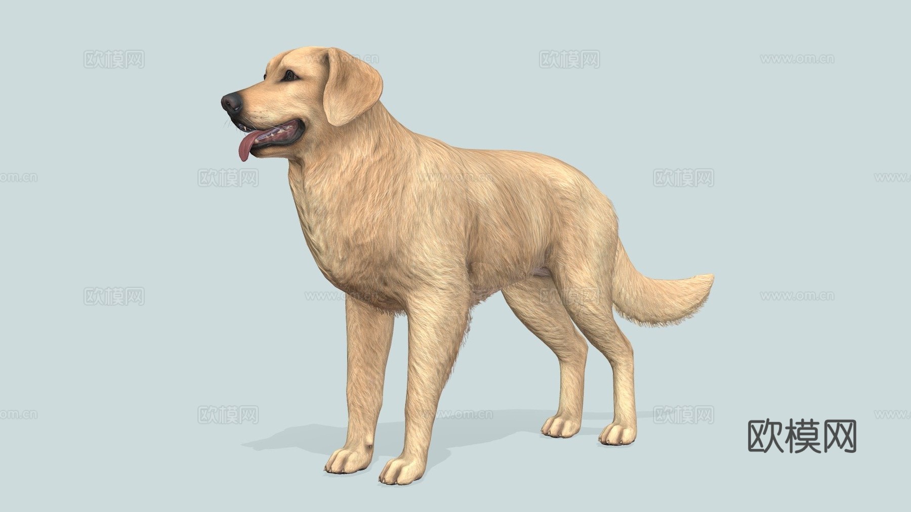 狗-金毛寻回犬v23d模型