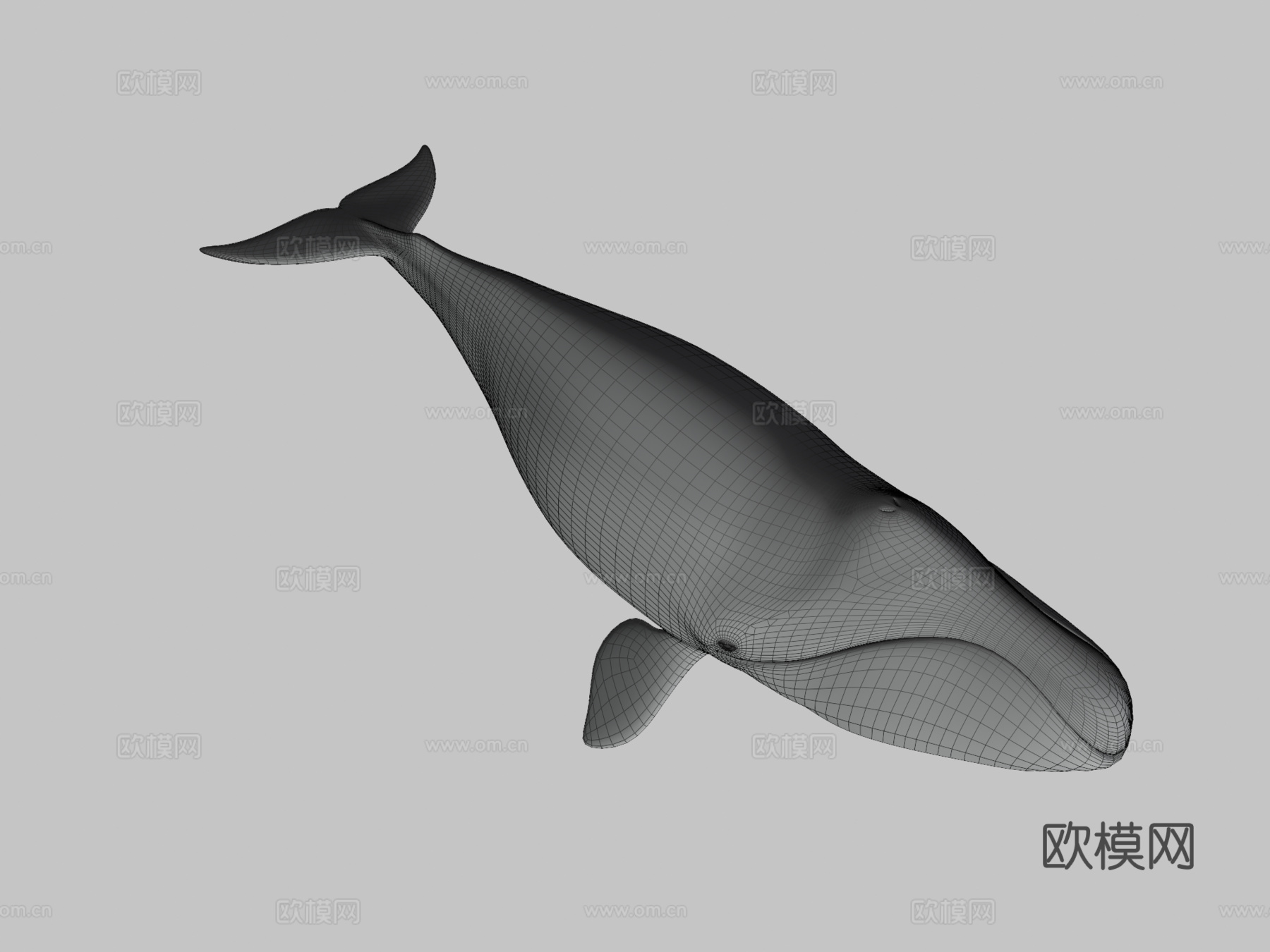 格陵兰鲸(北极露脊鲸)3d模型
