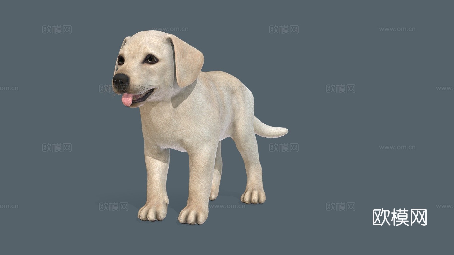 小狗-拉布拉多3d模型