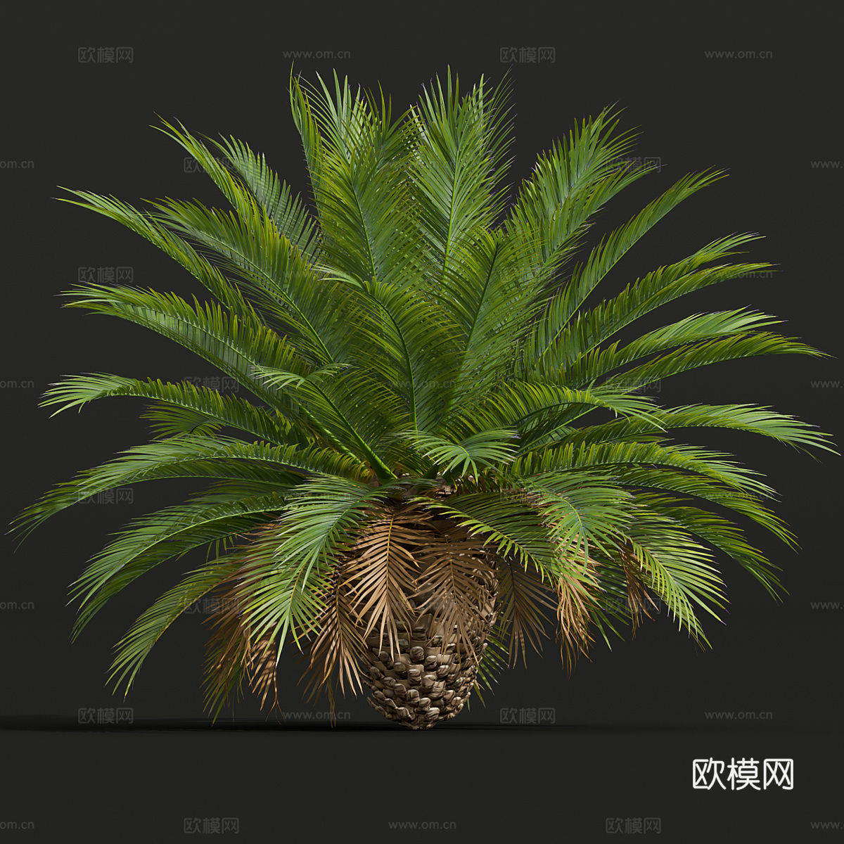棕榈树3d模型