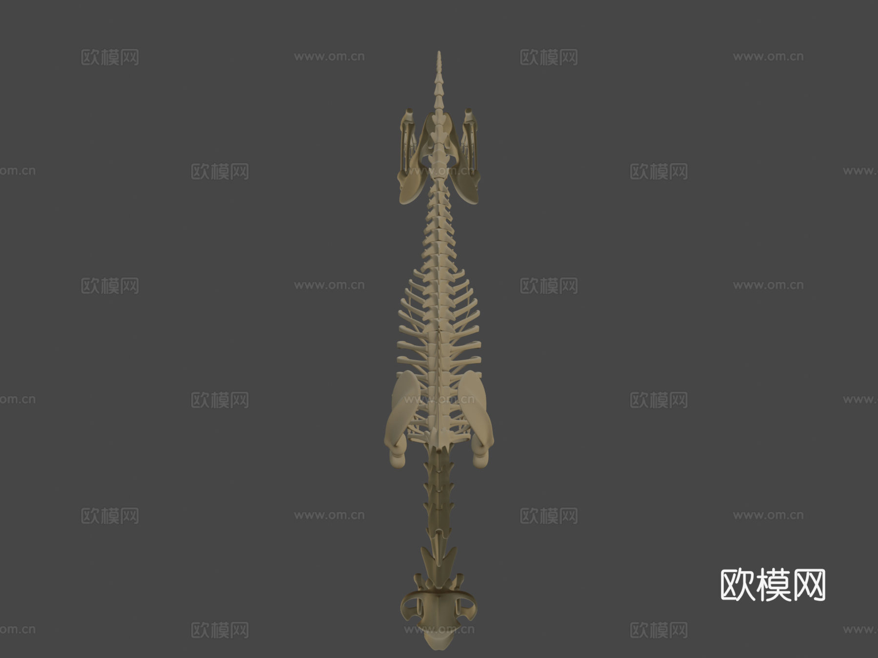 狼骨骼3d模型
