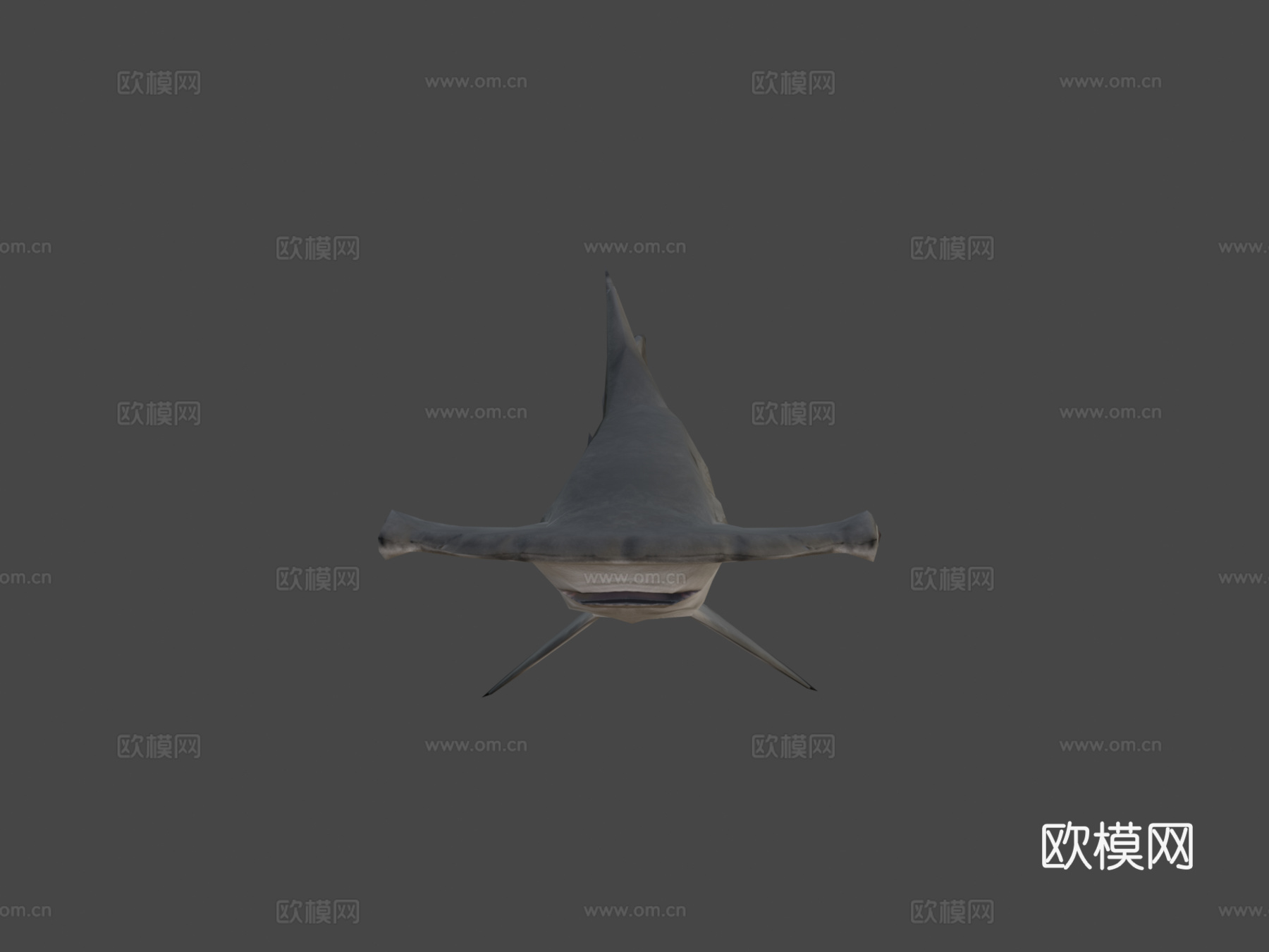 幼年扇形双髻鲨3d模型