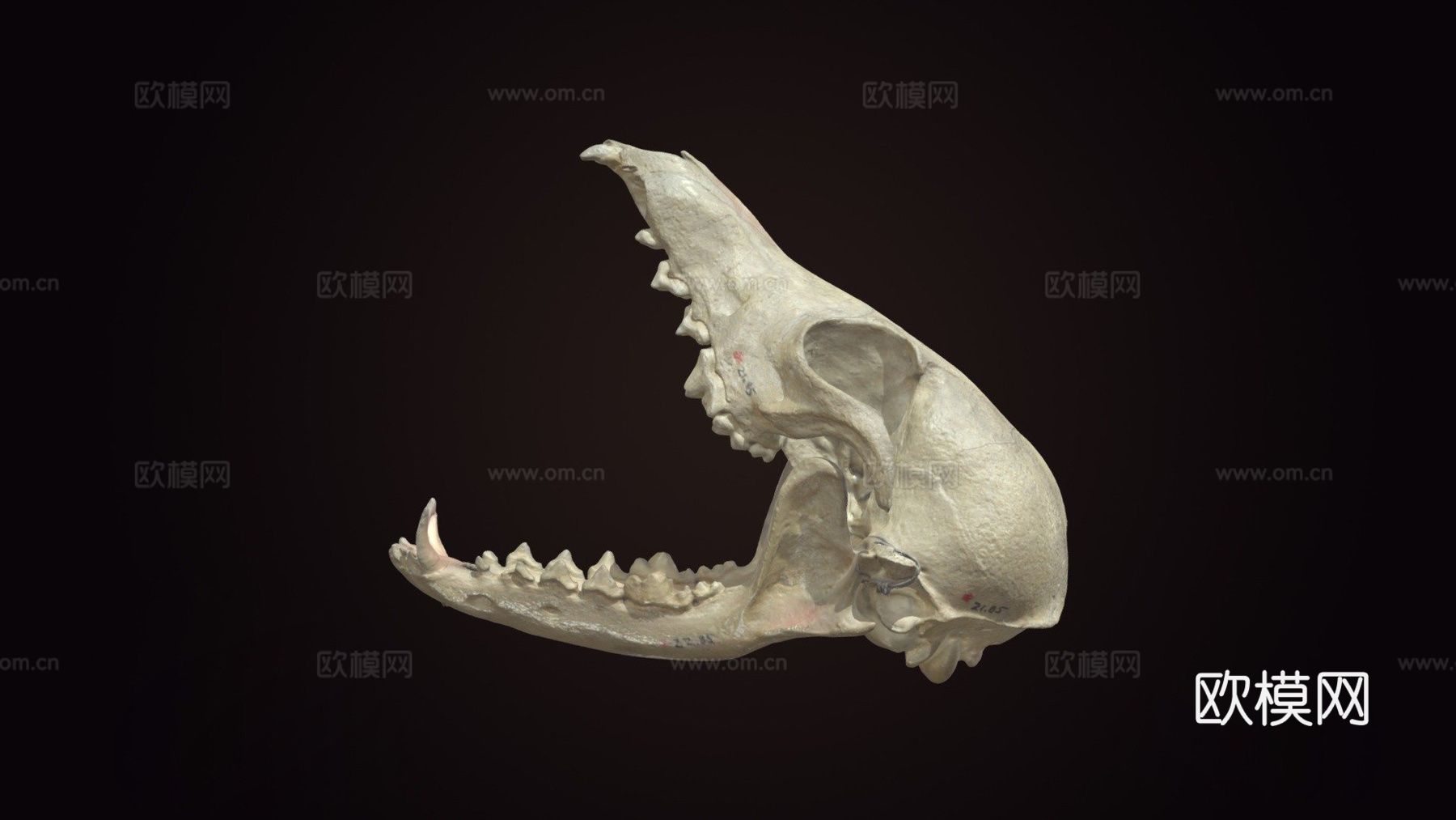 灰狐头骨3d模型