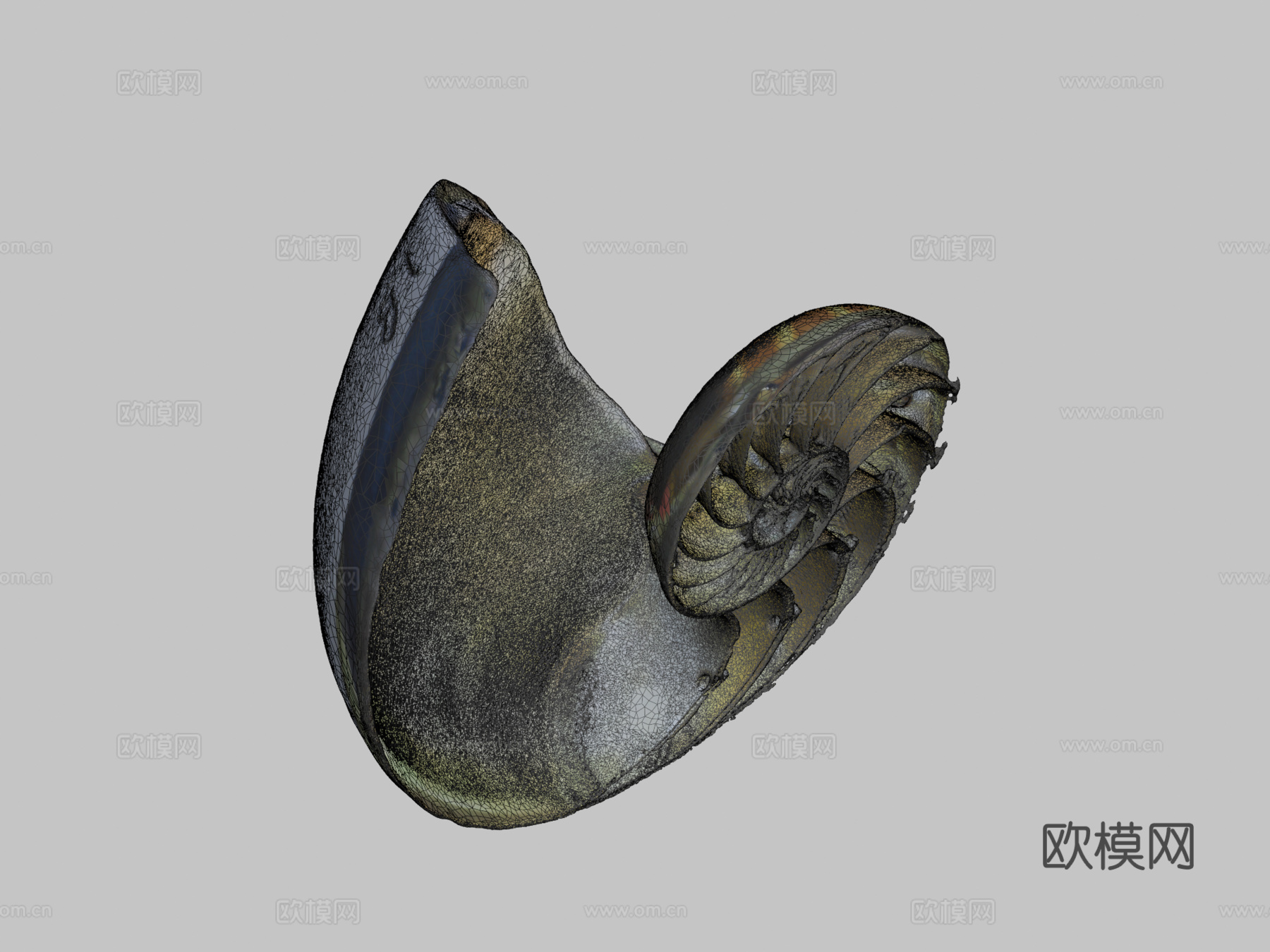 鹦鹉螺3d模型