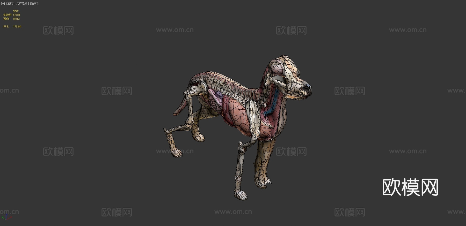 狗解剖13d模型3d模型