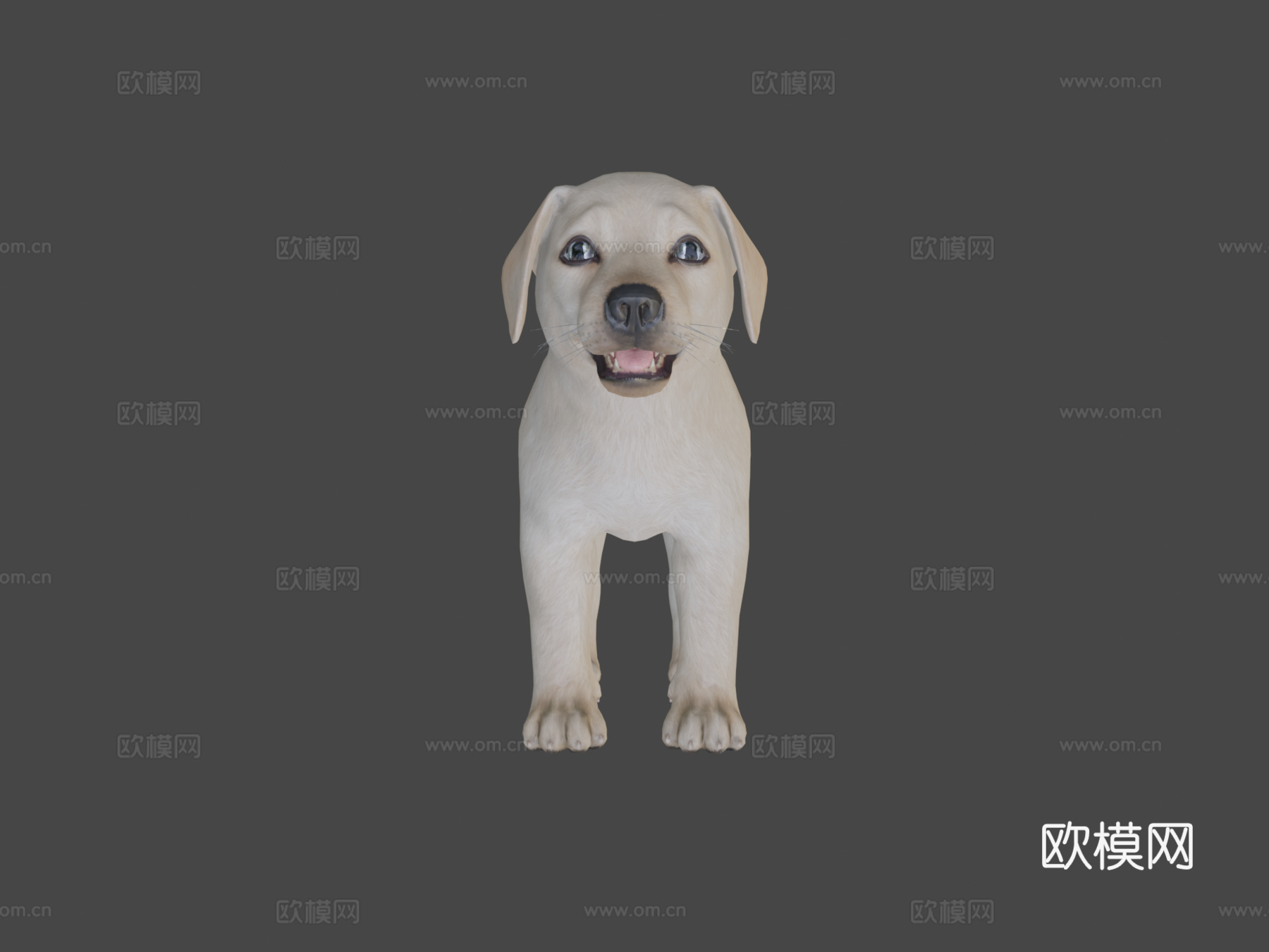 小狗-拉布拉多3d模型