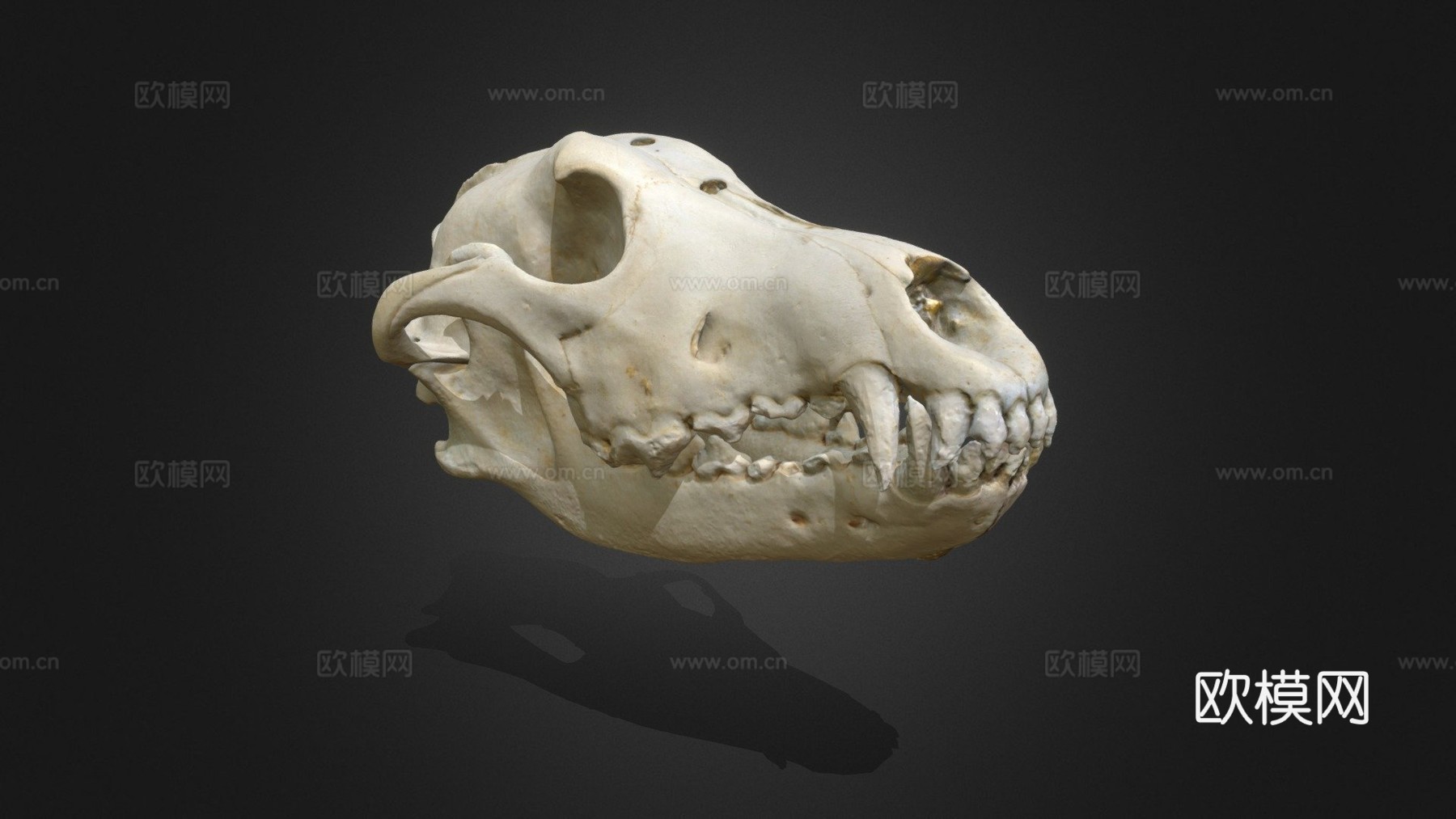 狼头骨3d模型