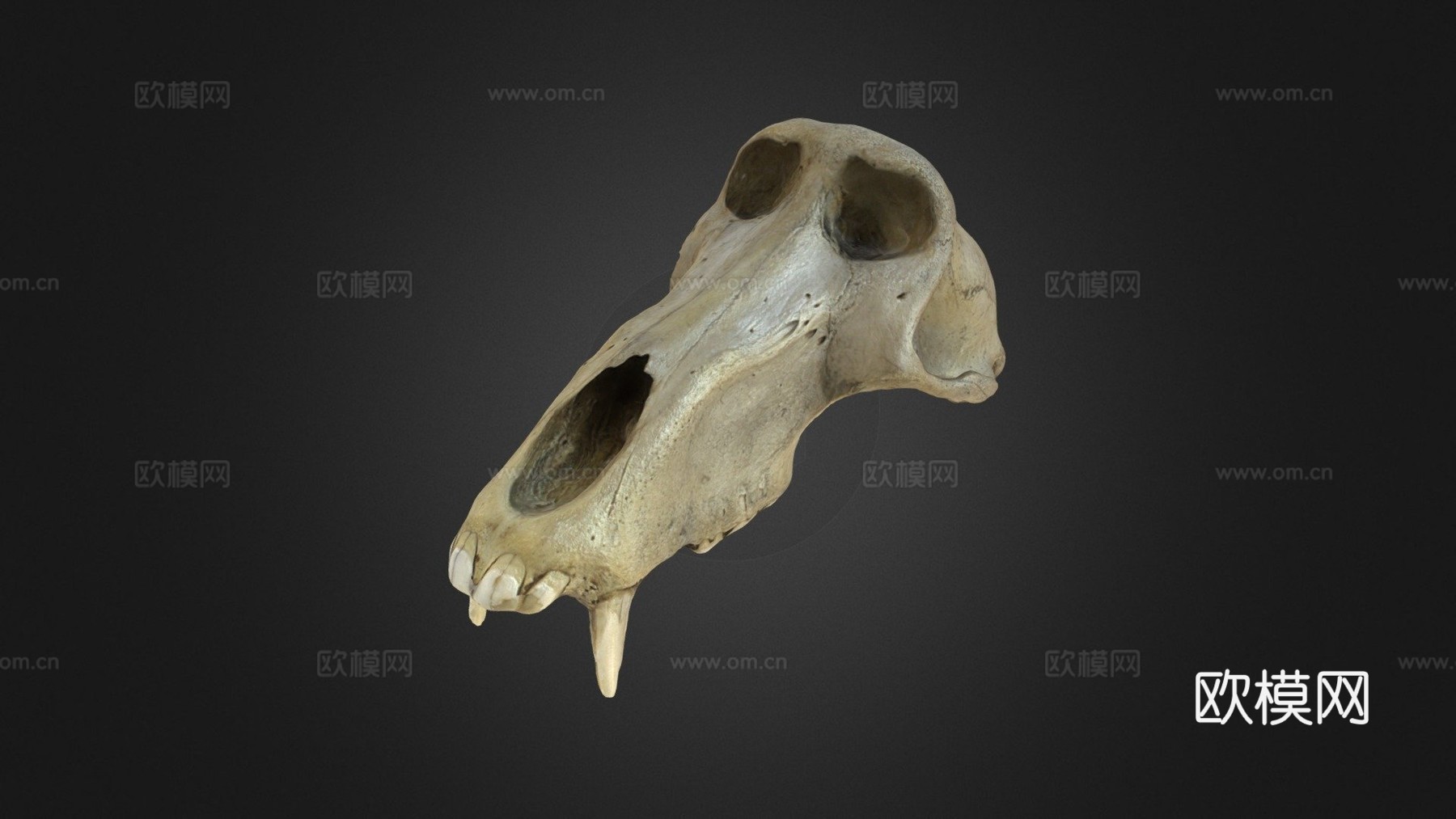 狒狒头骨3d模型