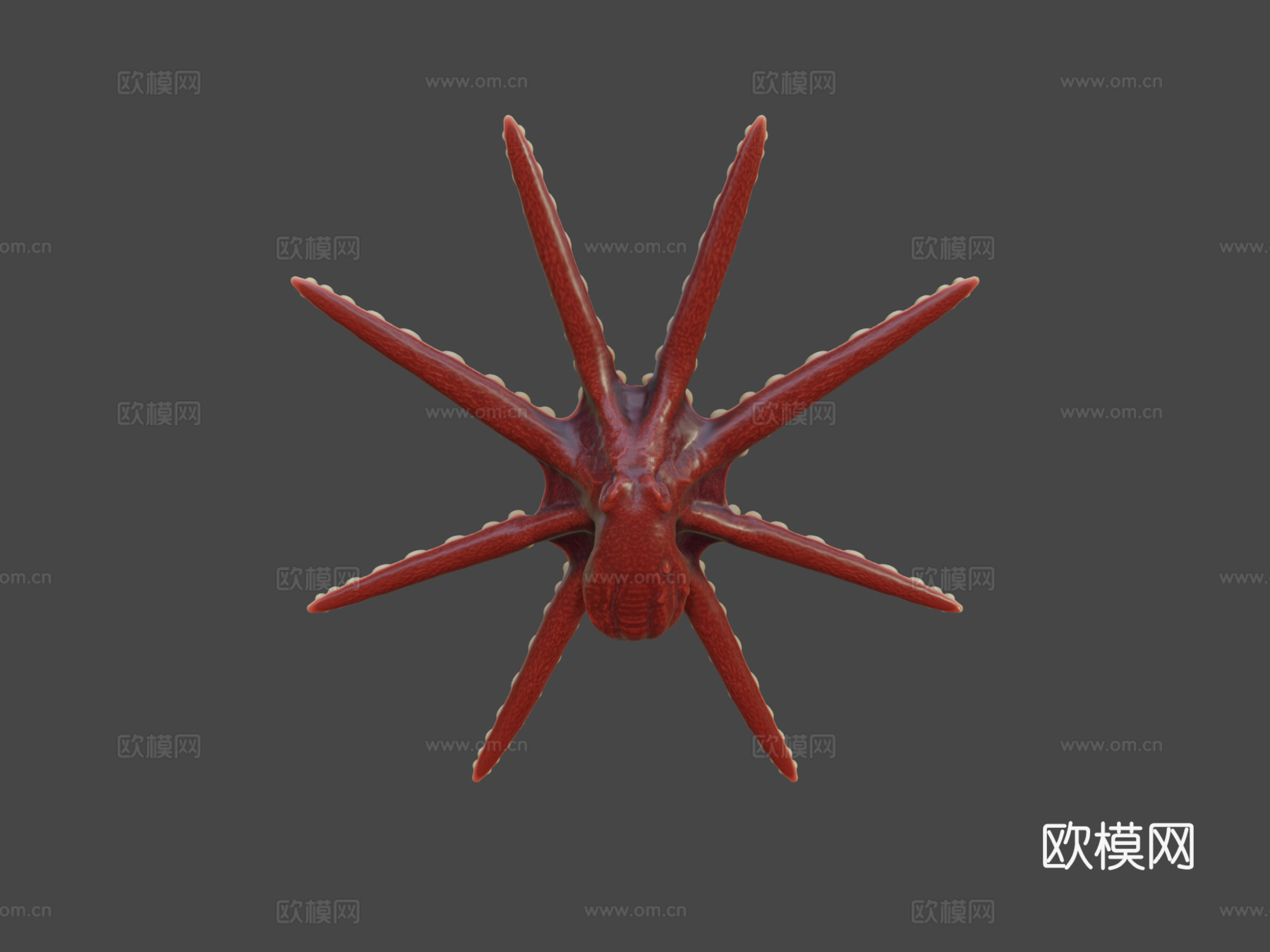 章鱼3d模型