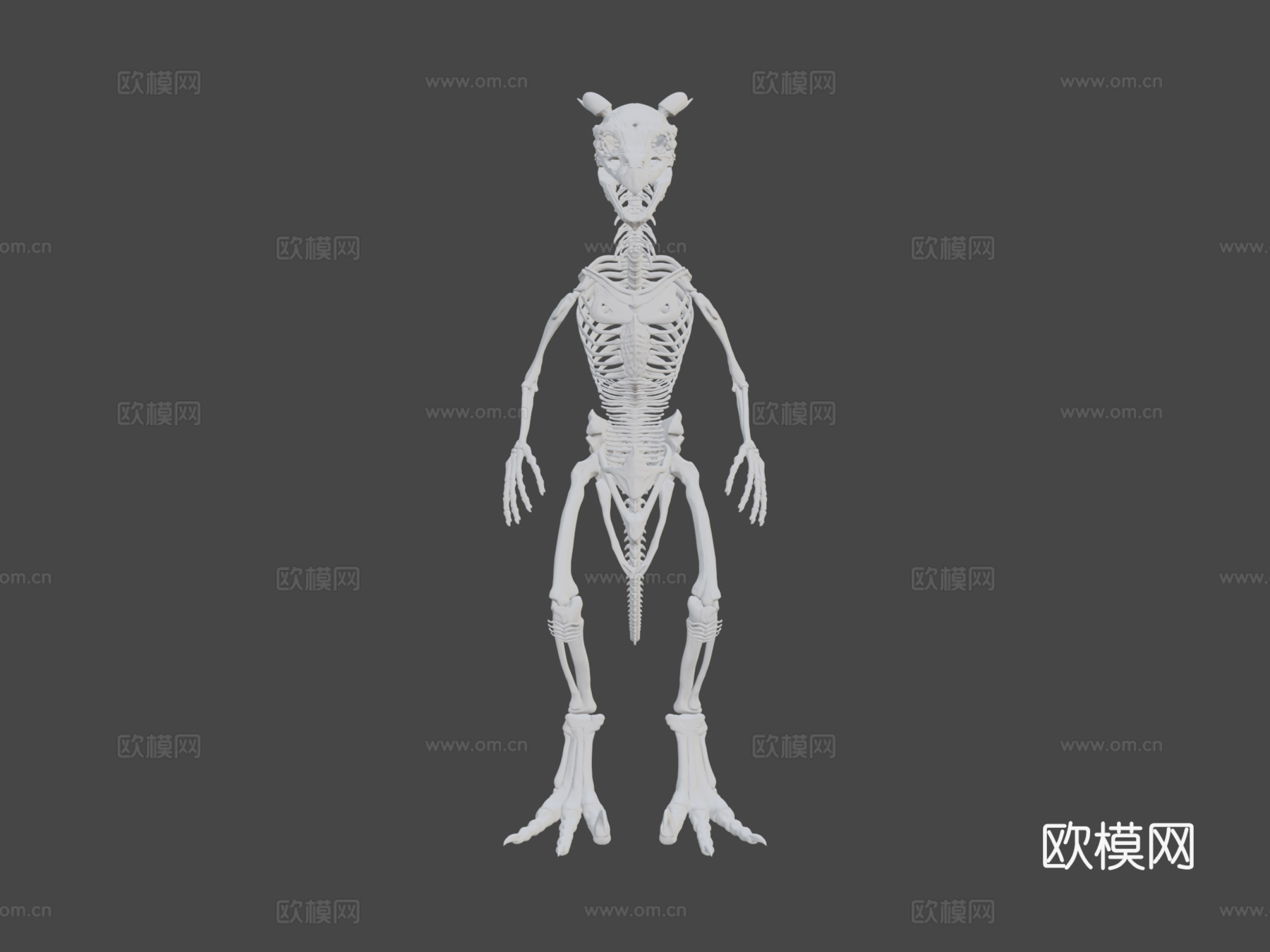 希扎斯里解剖参考-骨骼3d模型