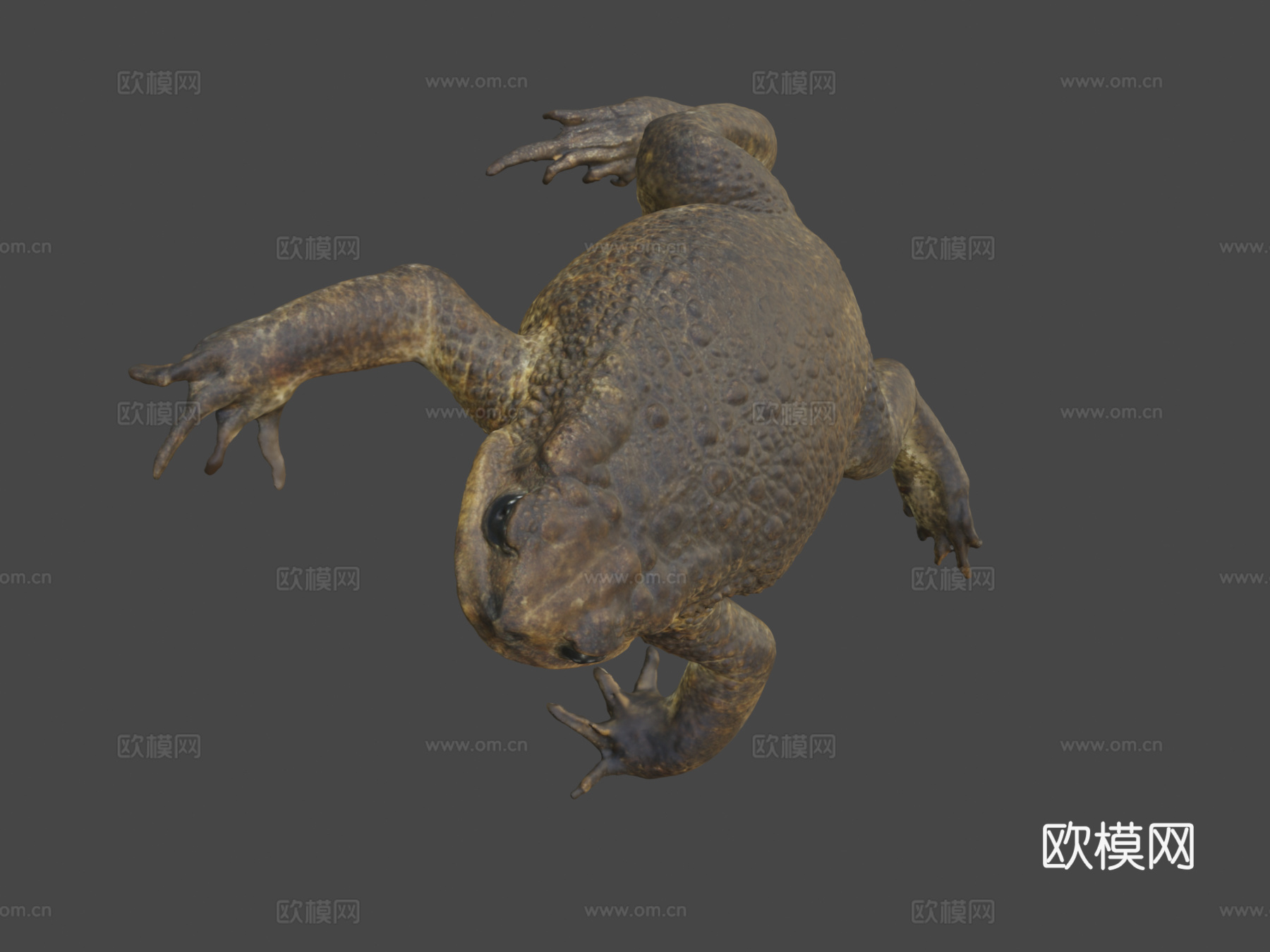 大型雌性甘蔗蟾蜍3d模型