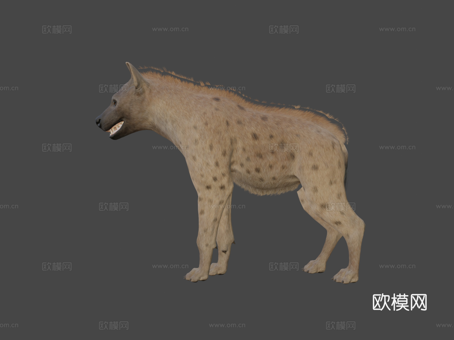 鬣狗3d模型
