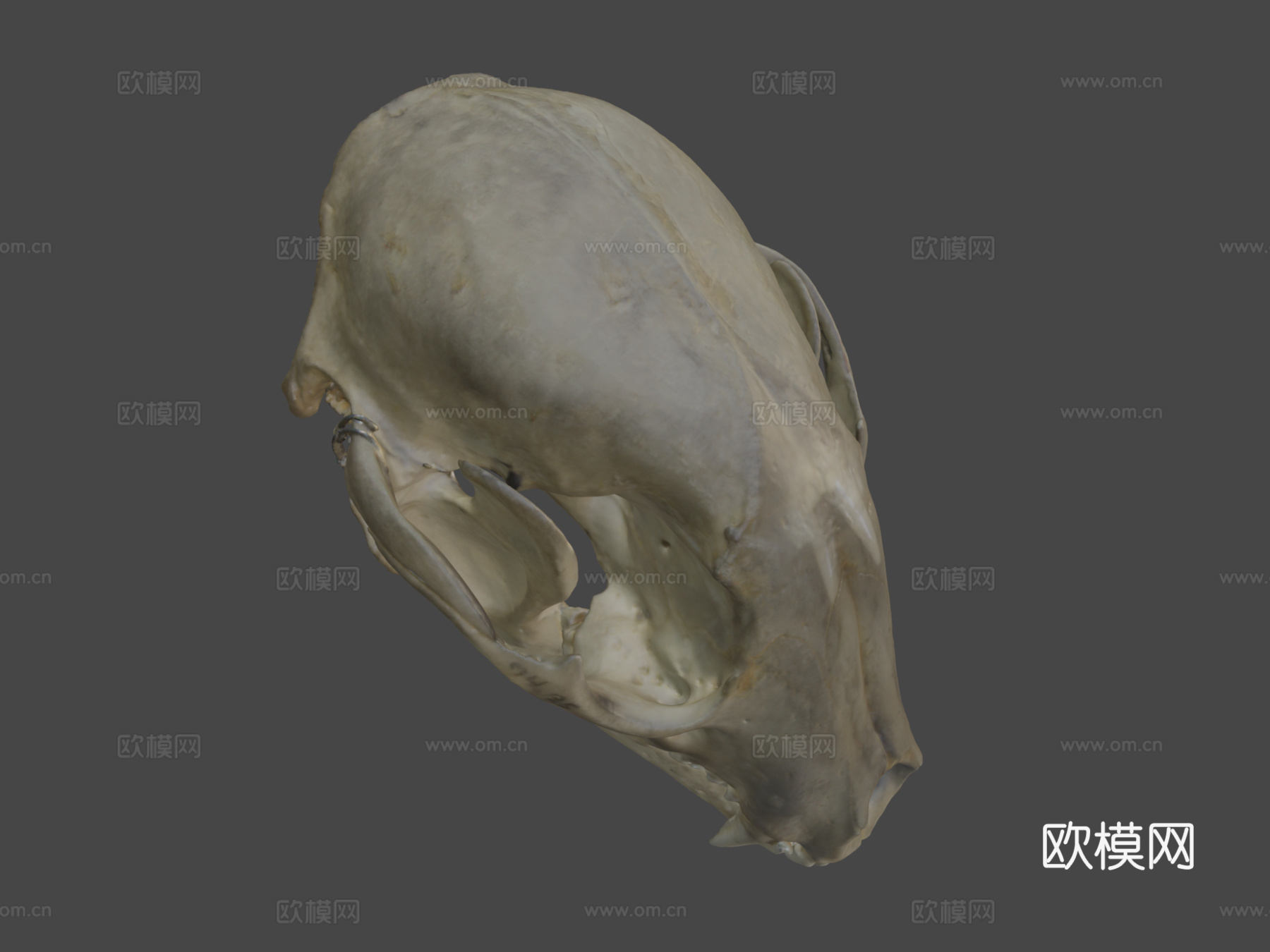 浣熊头骨3d模型