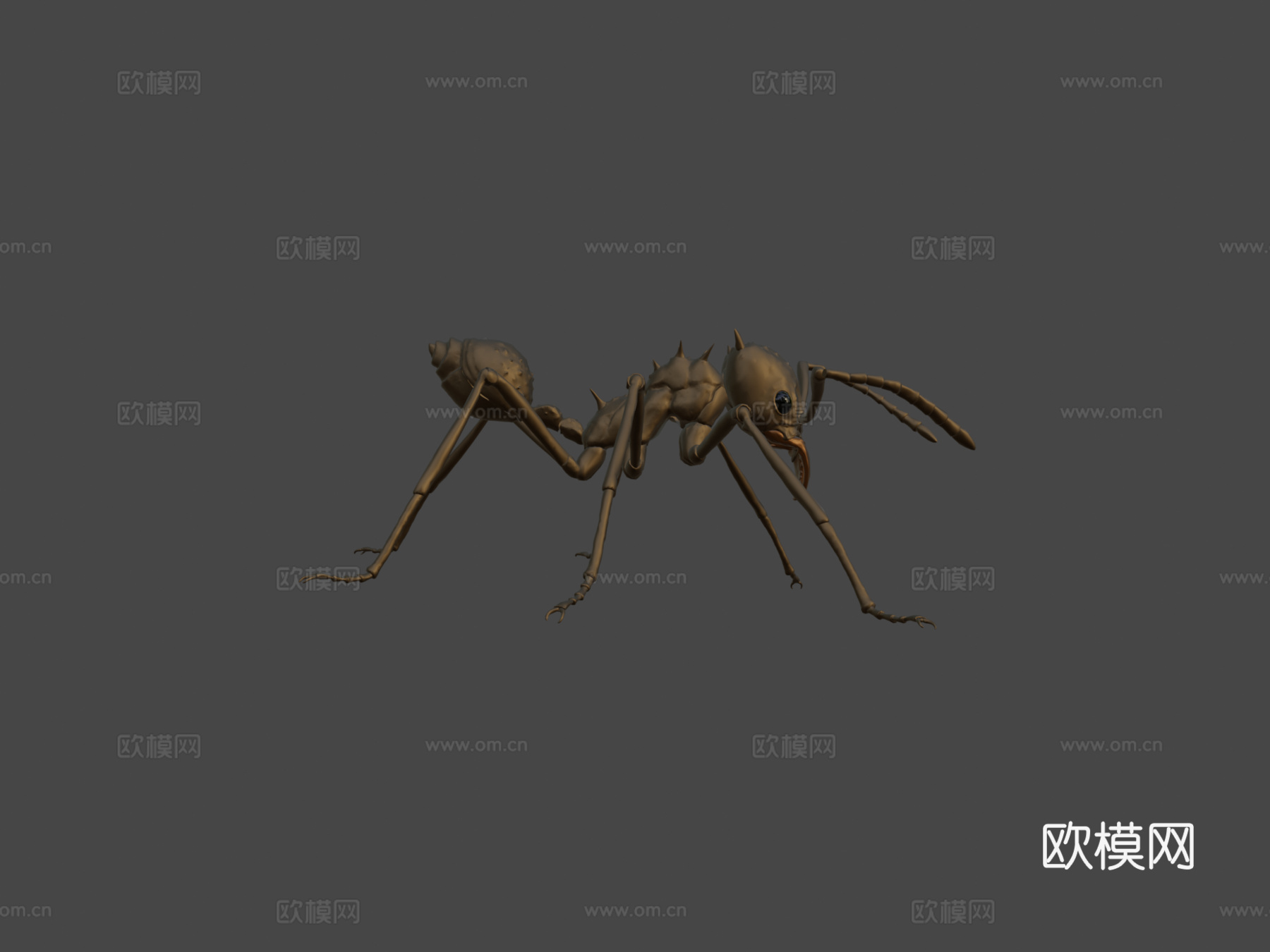 切叶蚁昆虫3d模型3d模型