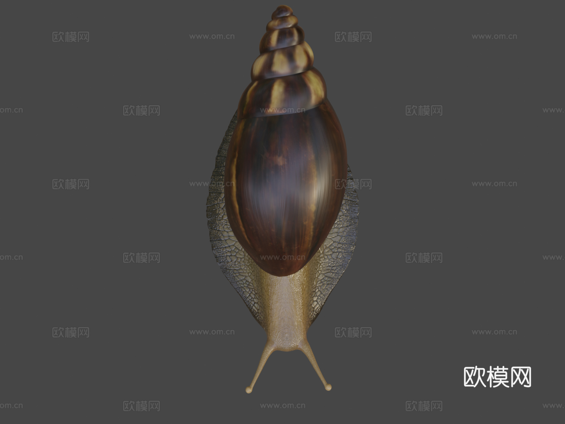 蜗牛照片级写实3d模型