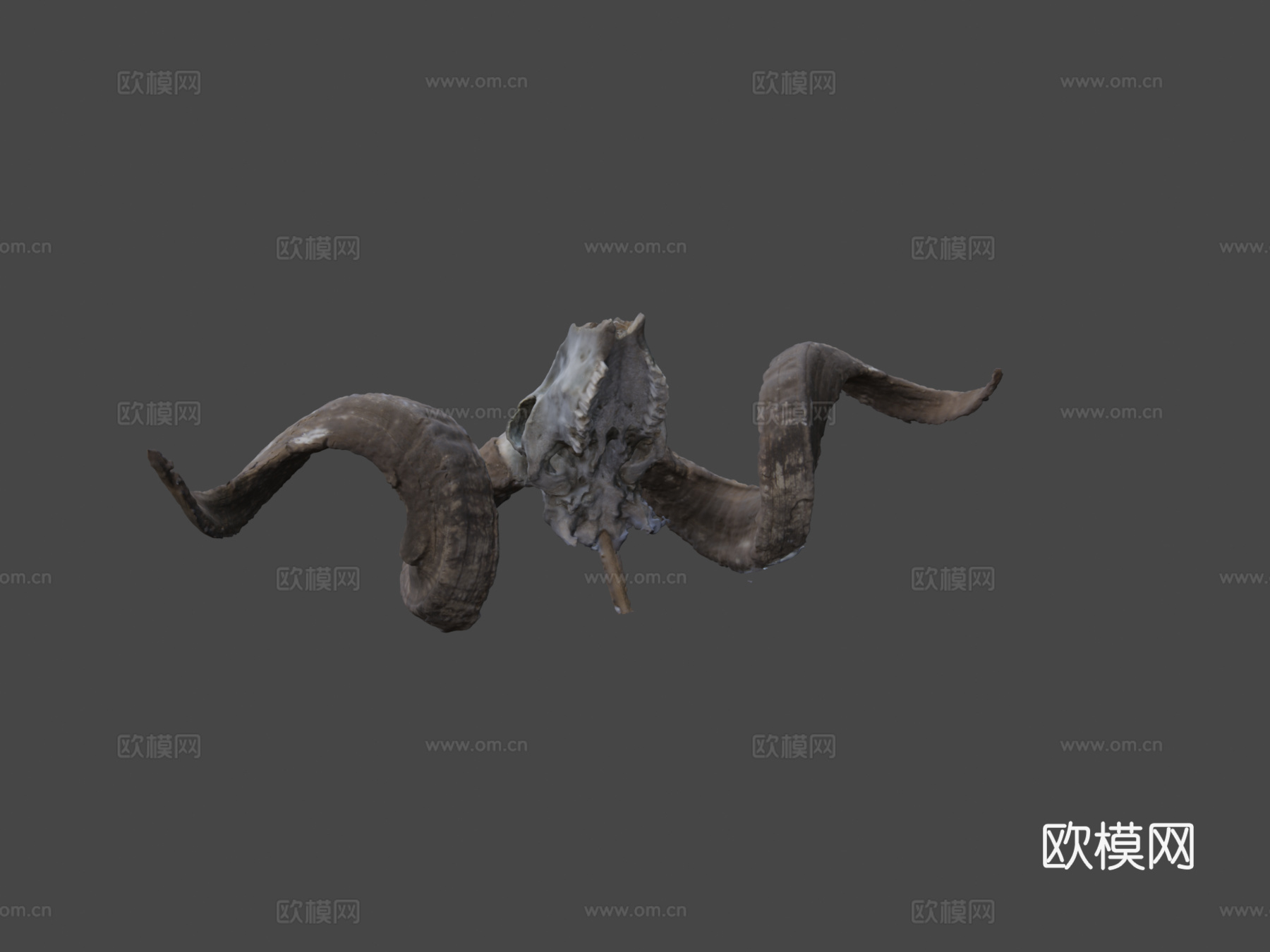 公羊头骨3d模型