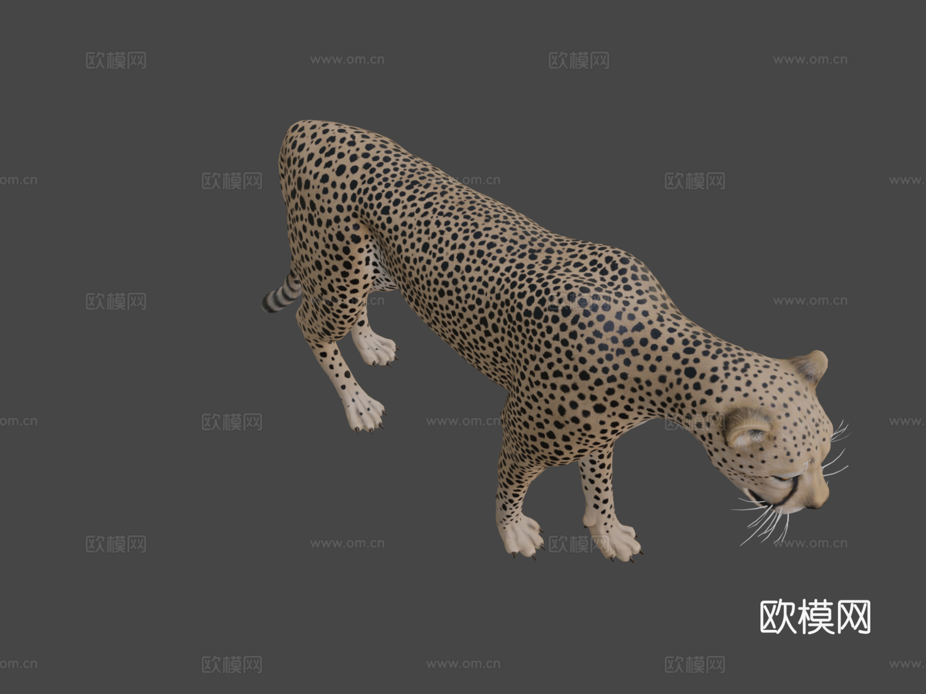 猎豹3d模型