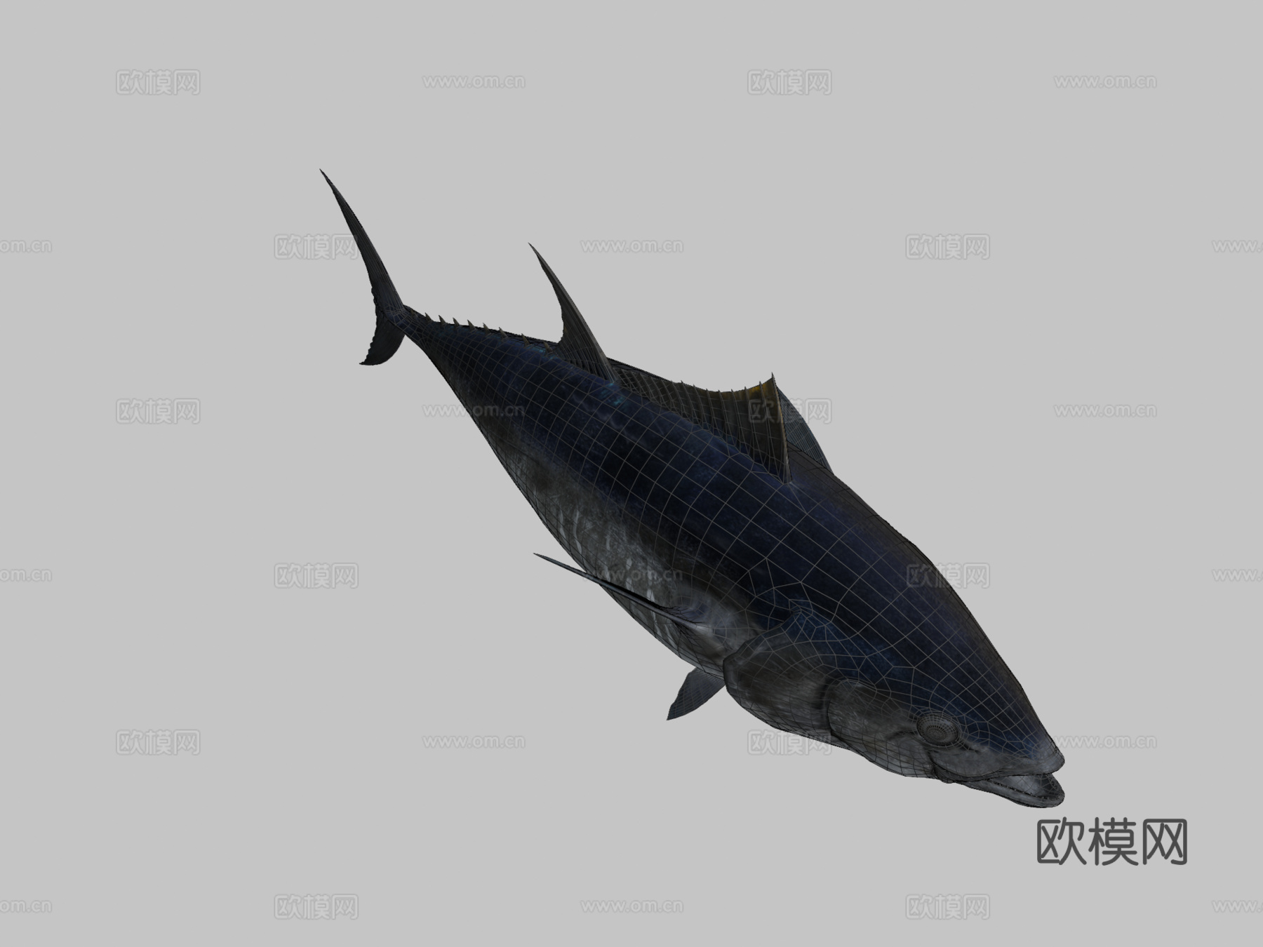 蓝鳍金枪鱼3d模型