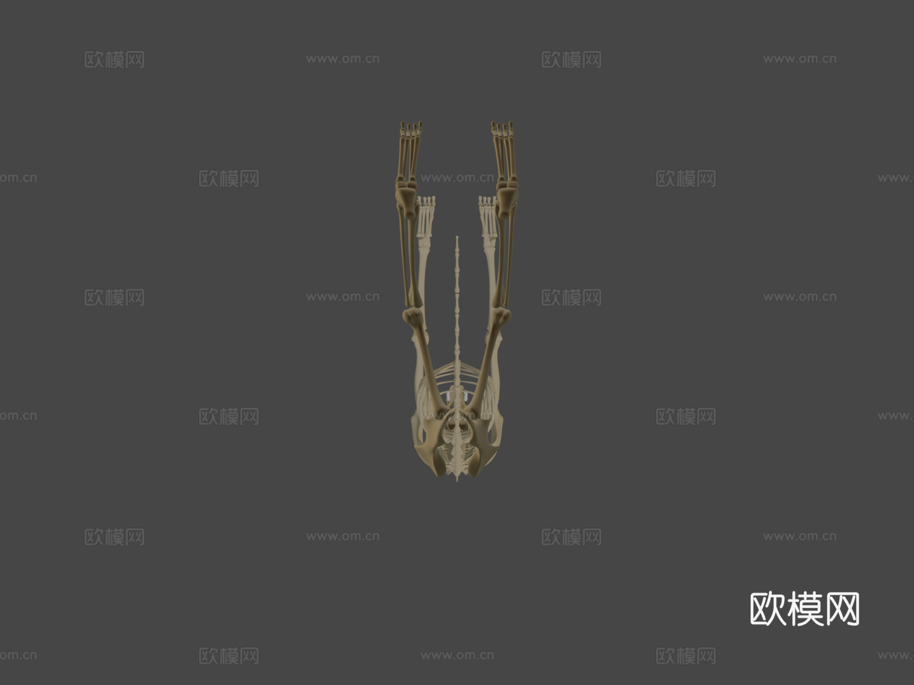 狼骨骼3d模型