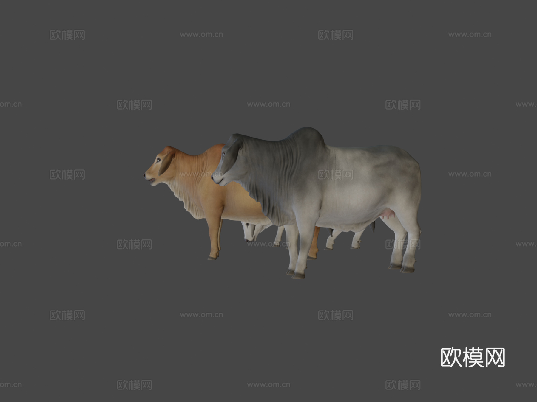 婆罗门牛3d模型