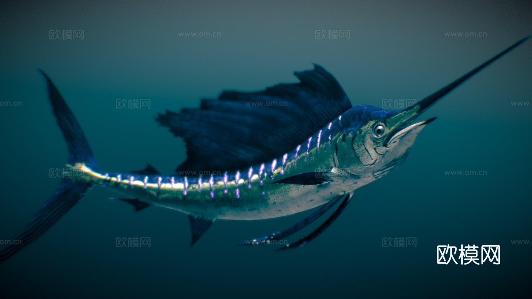 印度太平洋旗鱼3d模型