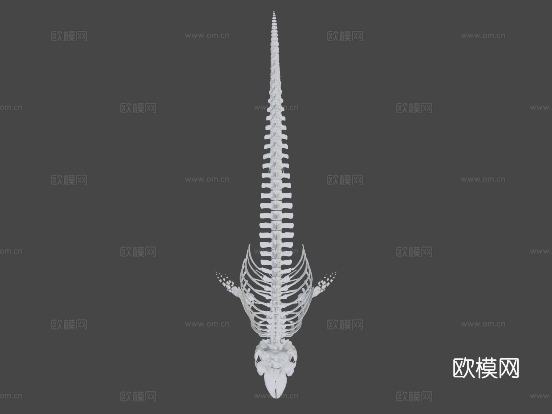 虎鲸NMML-1850=希望=3d模型