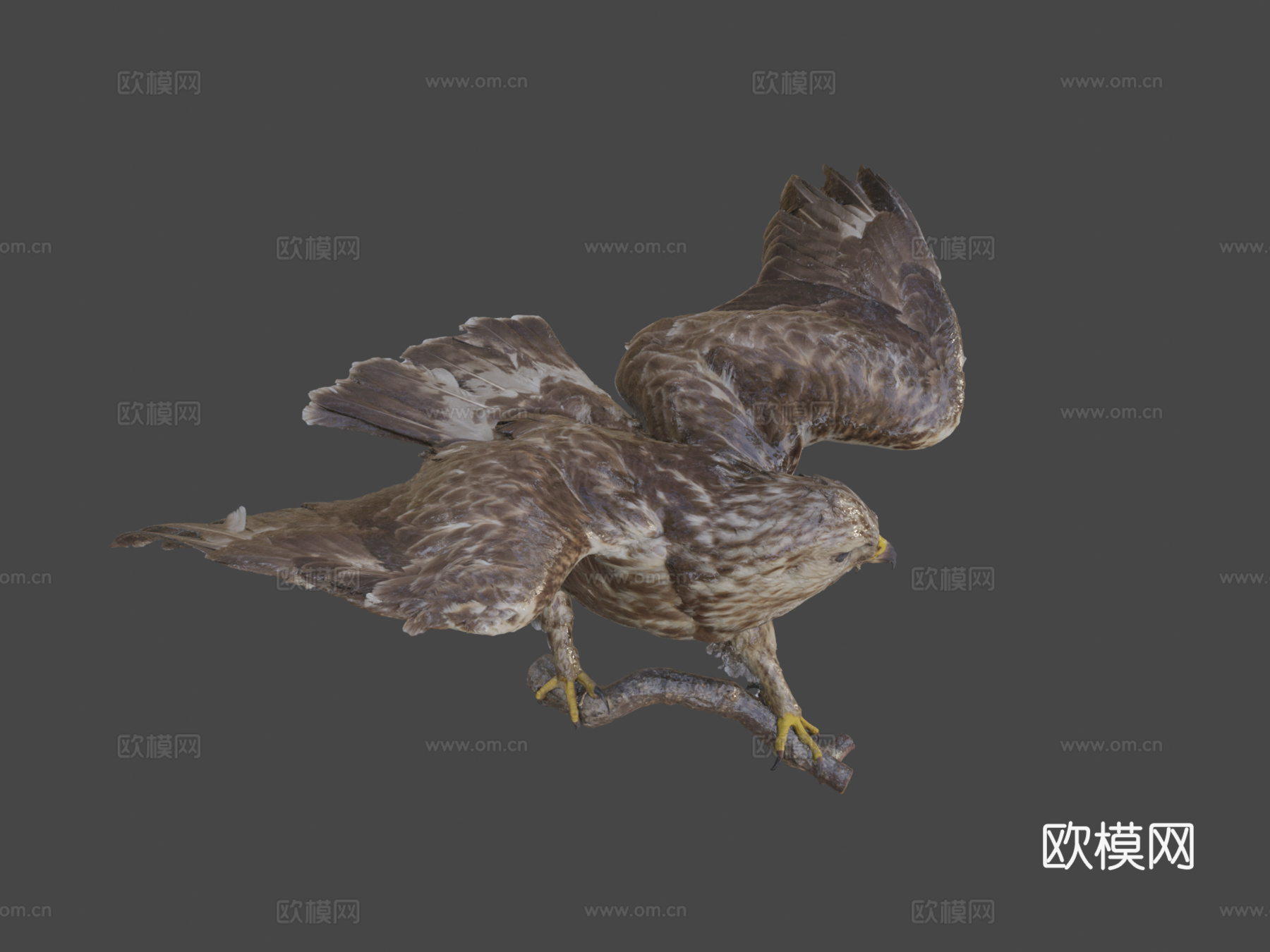 毛腿鵟3d模型