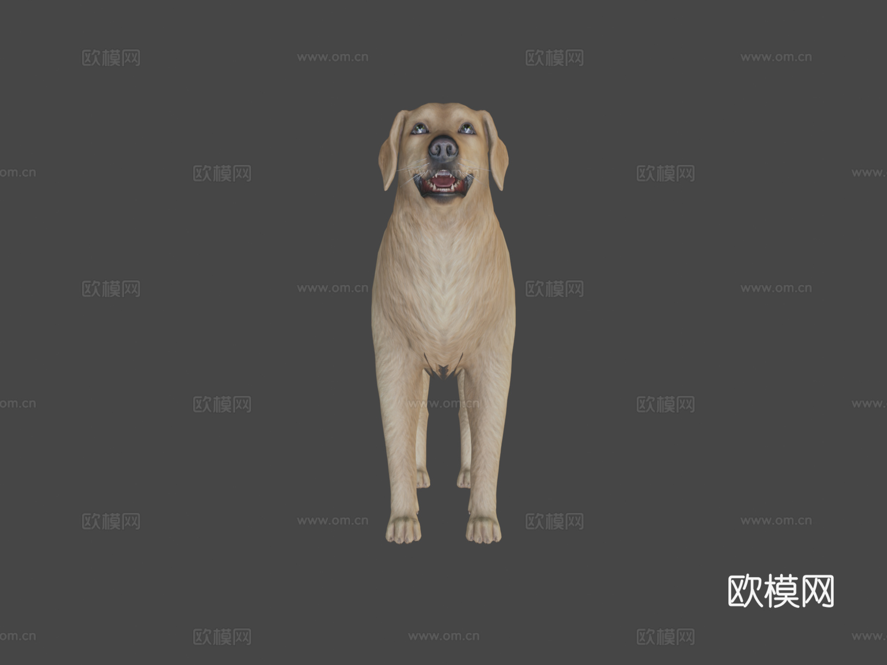 狗-金毛寻回犬v23d模型