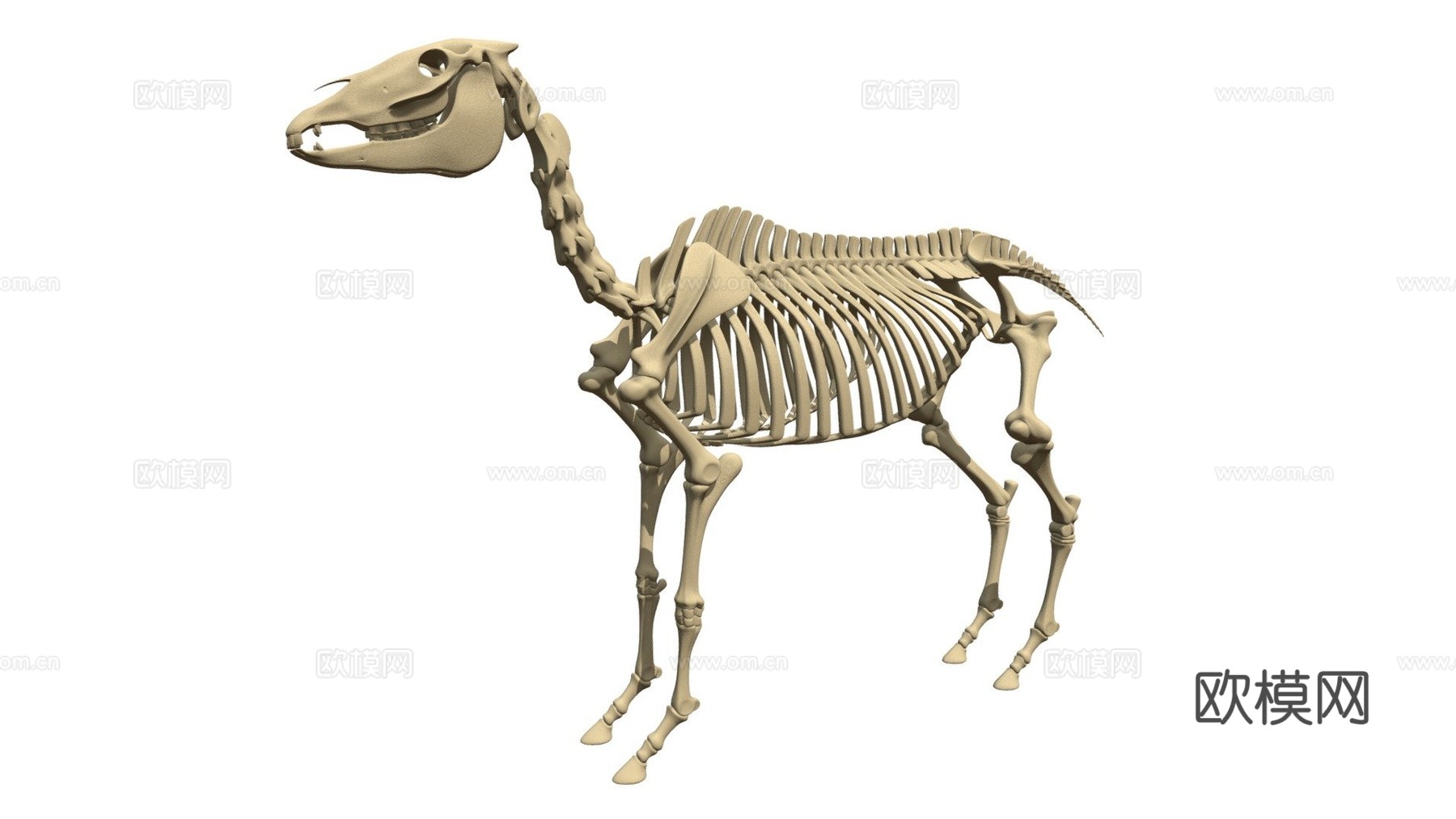 马骨架3d模型