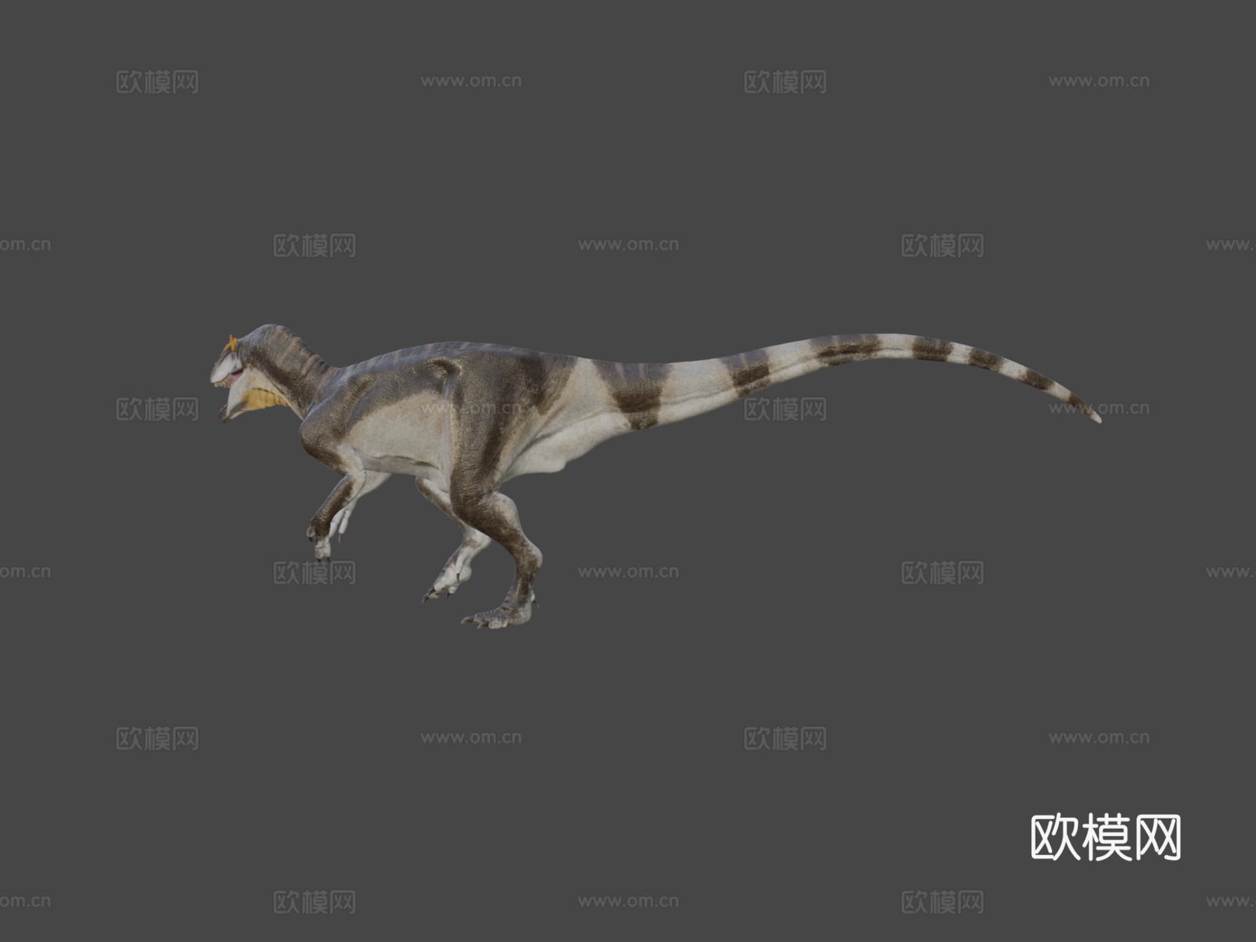 脆弱异特龙3d模型