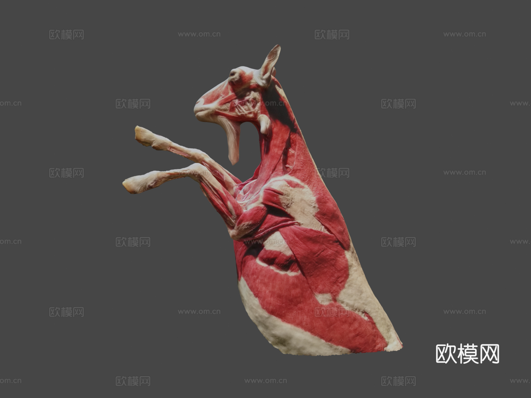 小山羊-肌肉3d模型