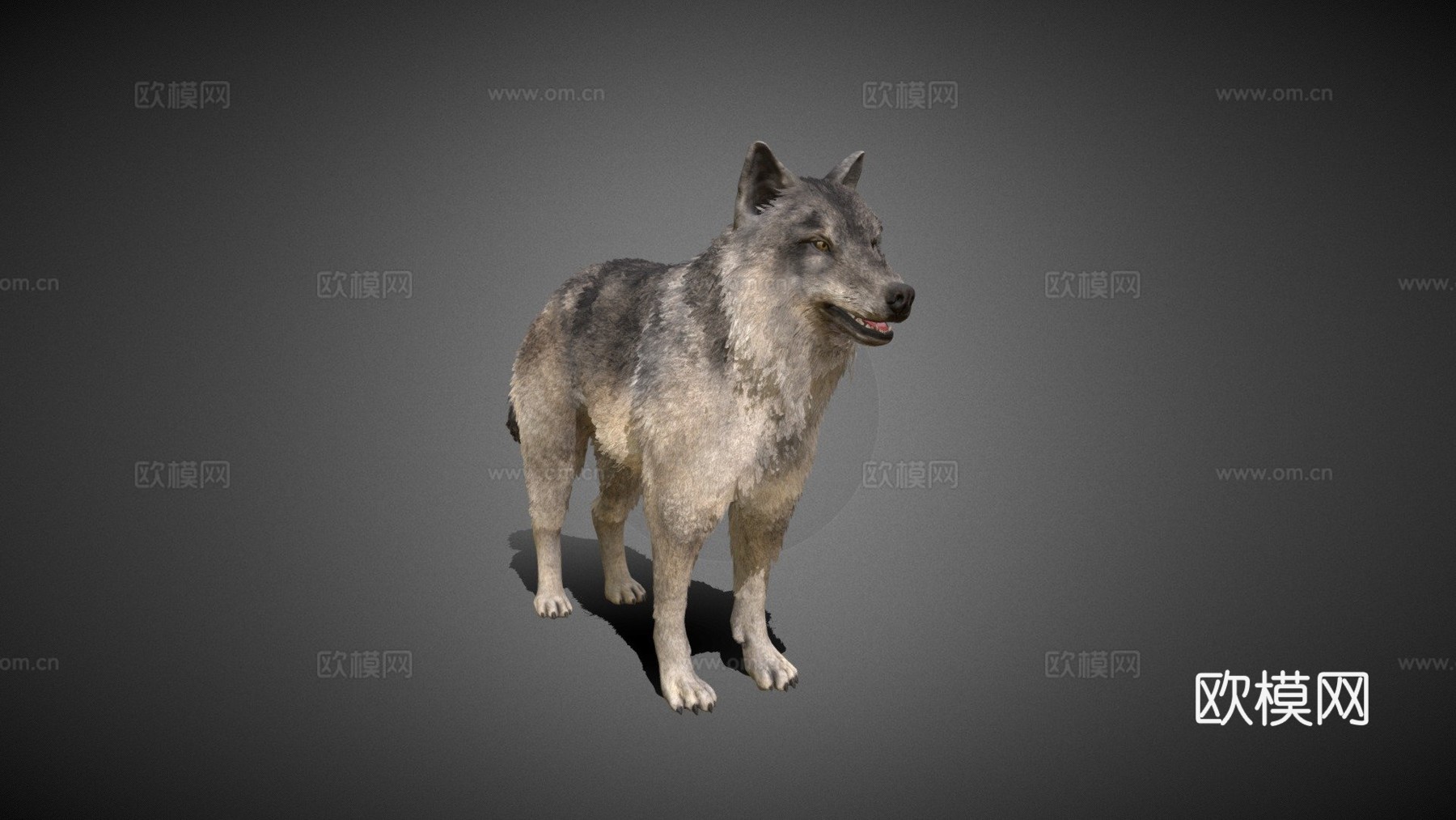 毛茸茸的狼3d模型