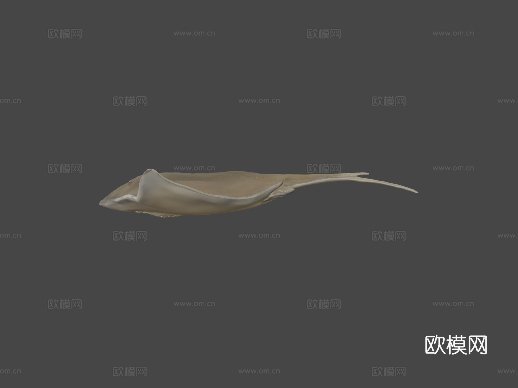 普通黄貂鱼3d模型